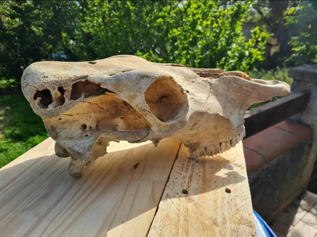 Ostéologie de Vache