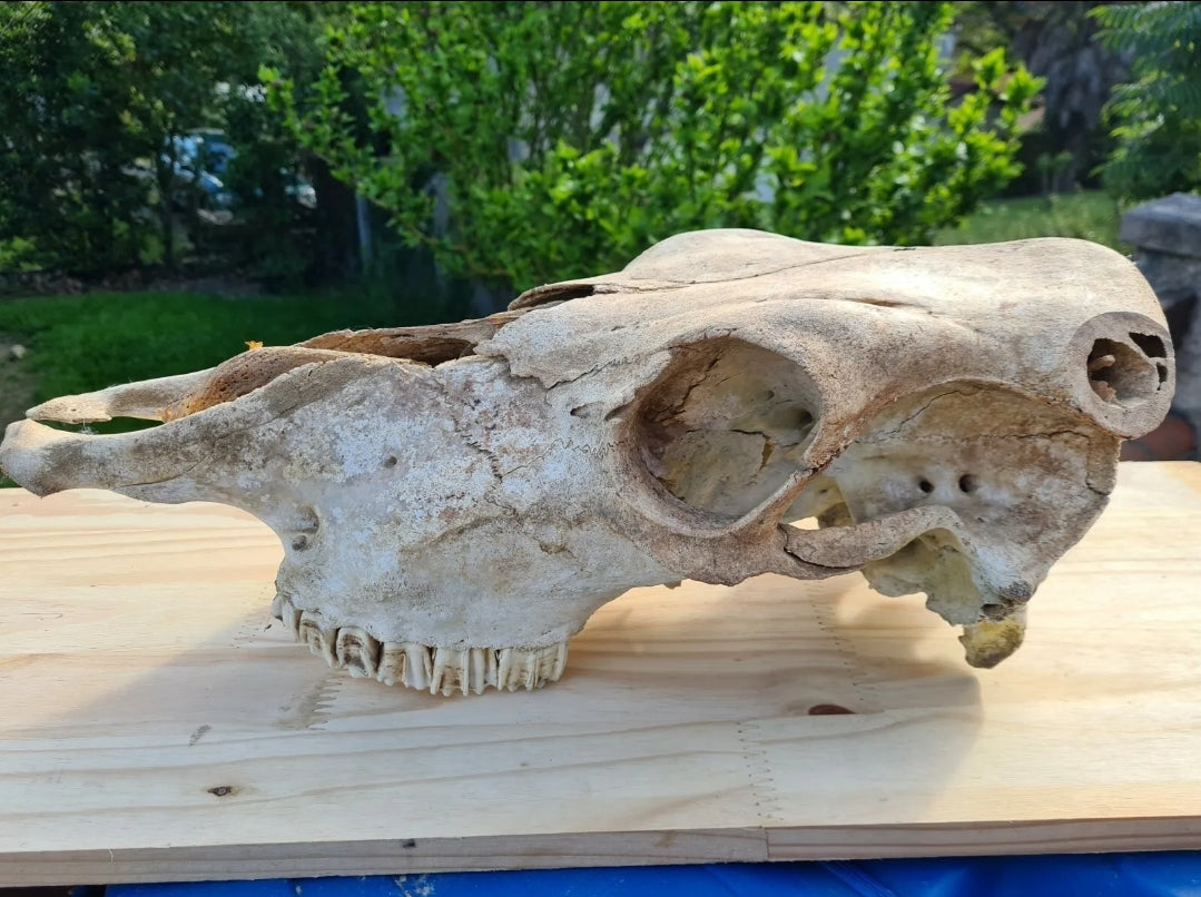 Ostéologie de Vache