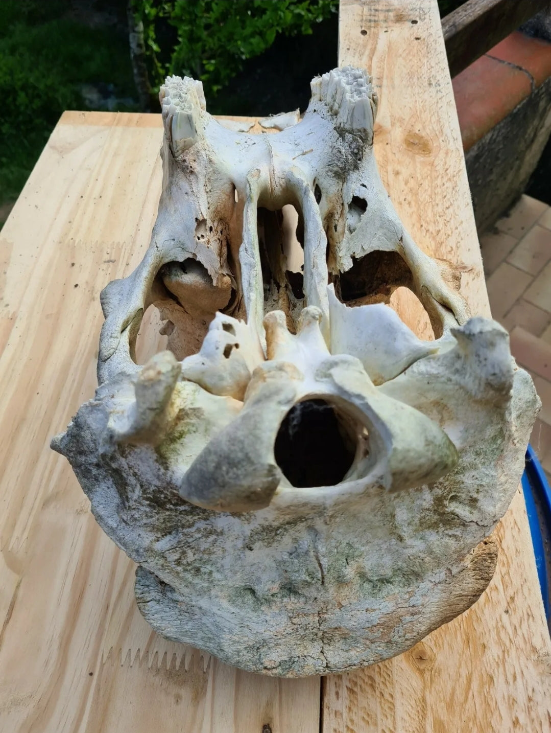 Ostéologie de Vache