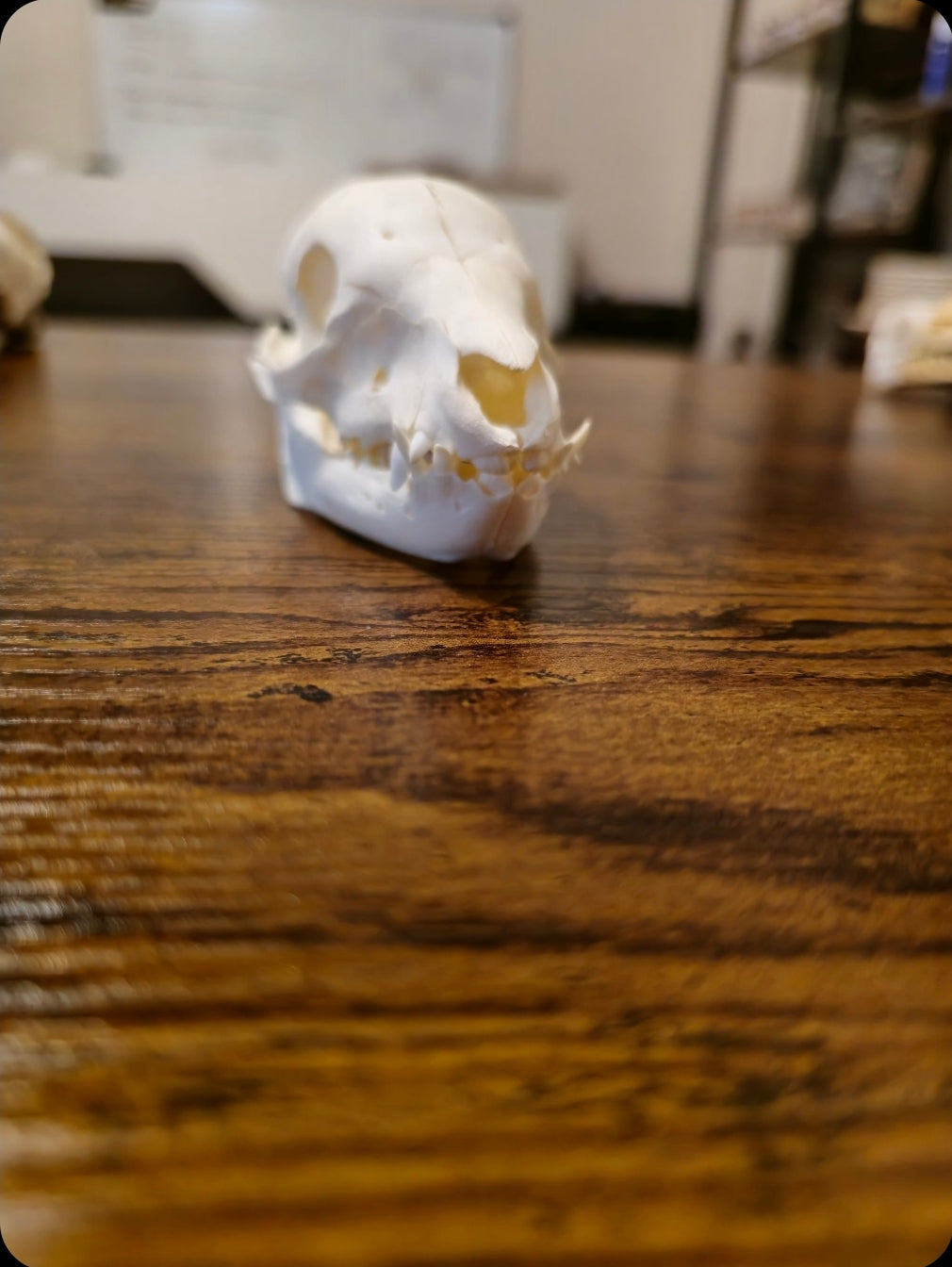 Ostéologie de cochon nain