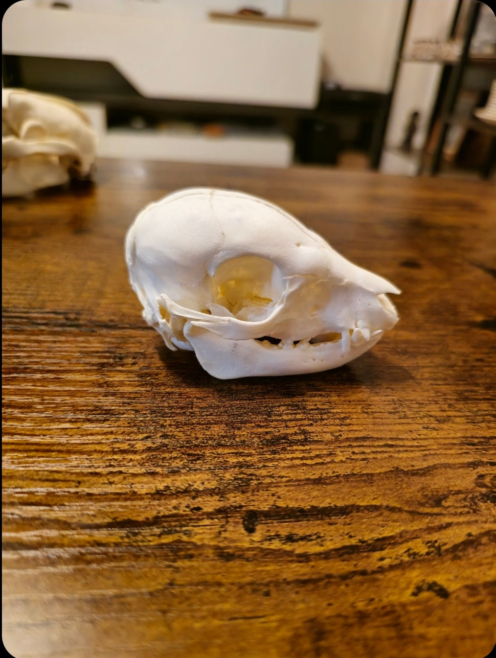 Ostéologie de cochon nain