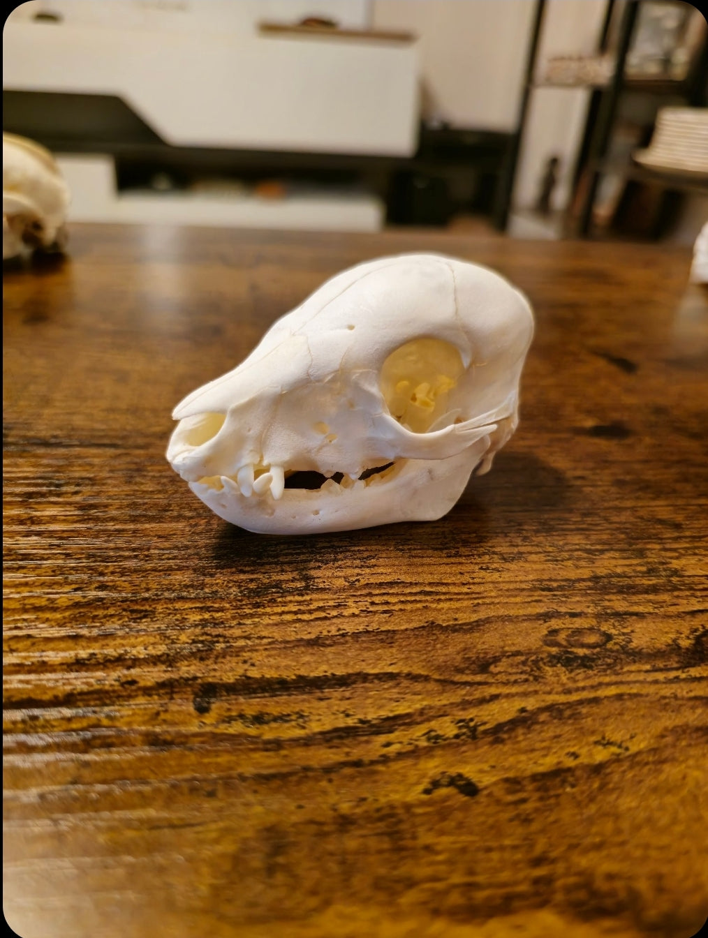 Ostéologie de cochon nain