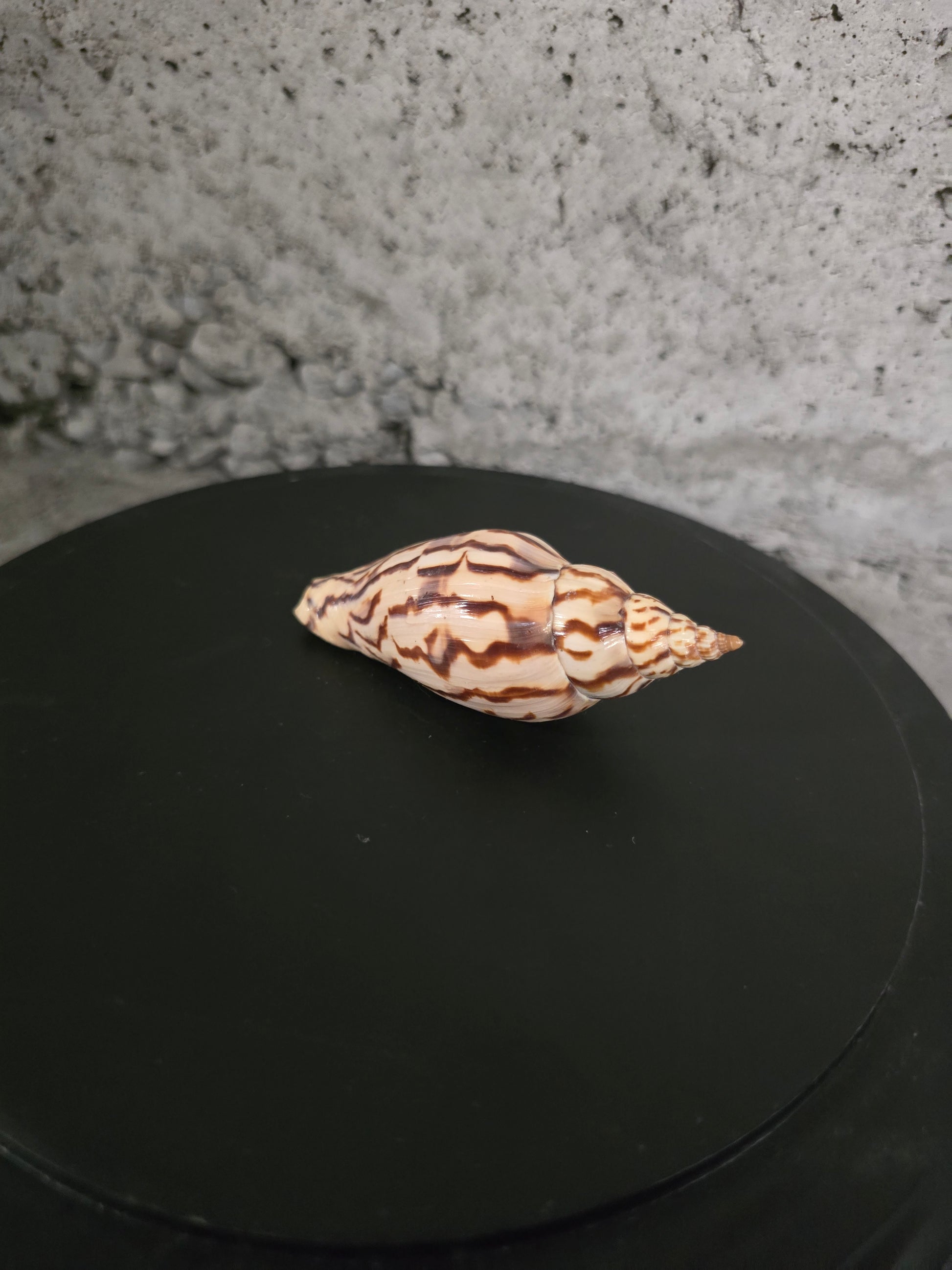 Coquillage Neptunea loroisii