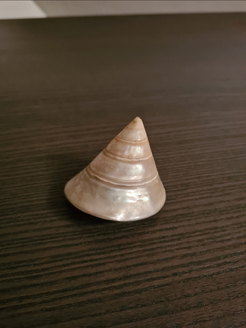 Coquillage Troca Perlé
