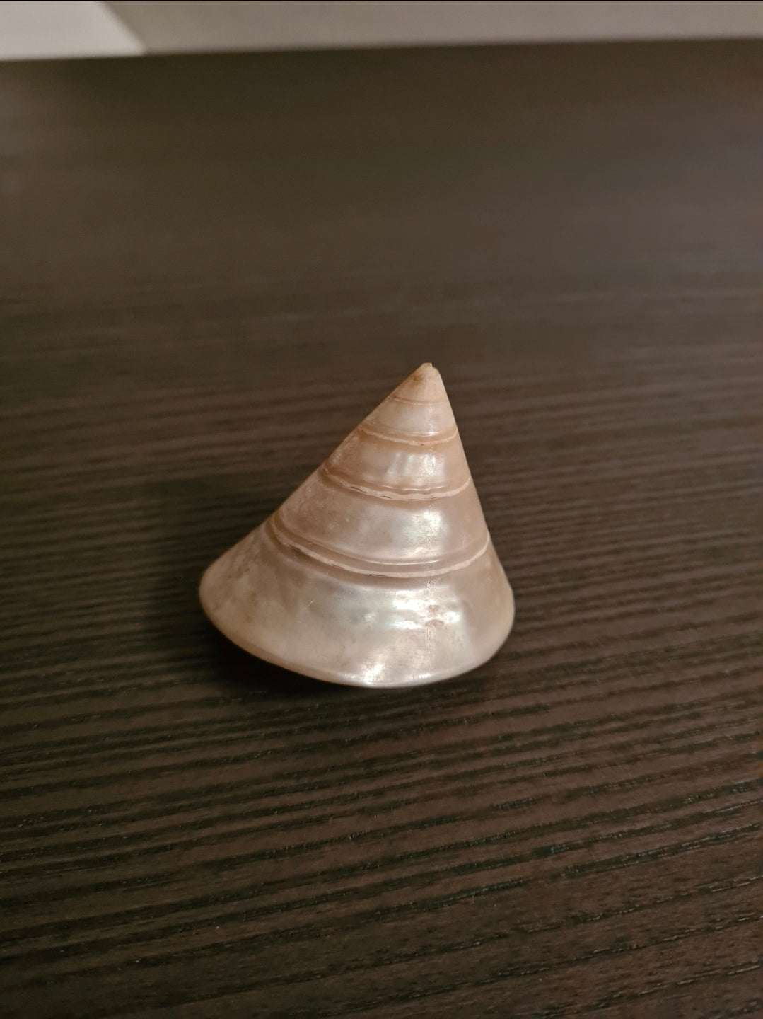 Coquillage Troca Perlé