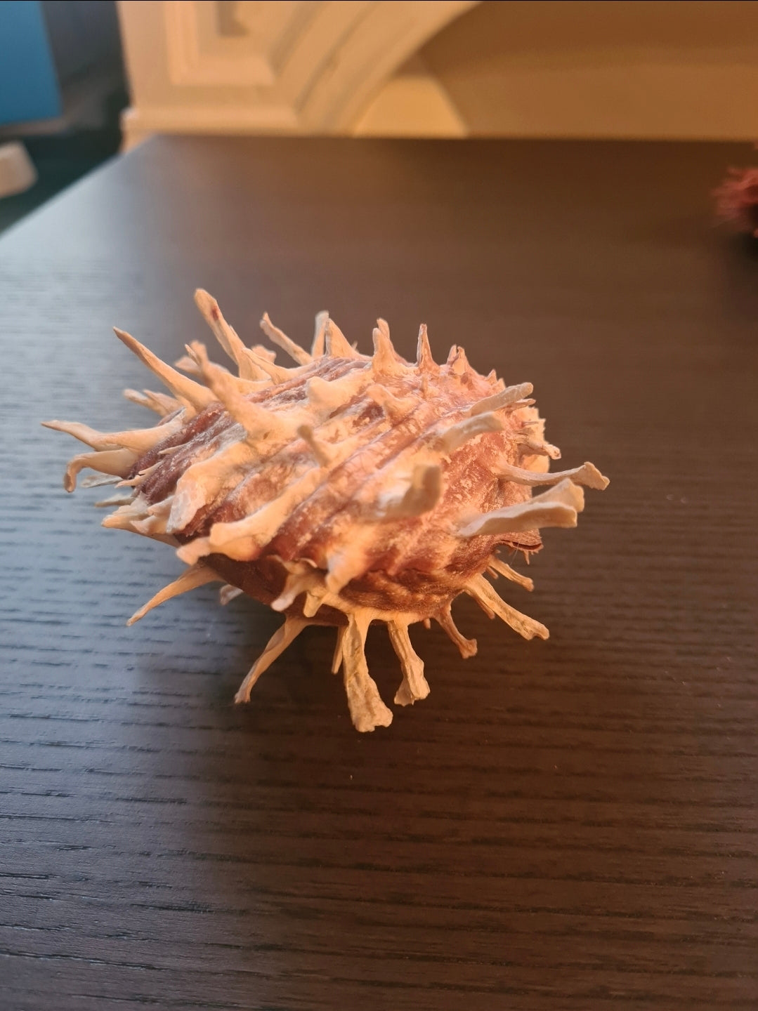 Coquillage Spondylus foliaceus, 145 mm