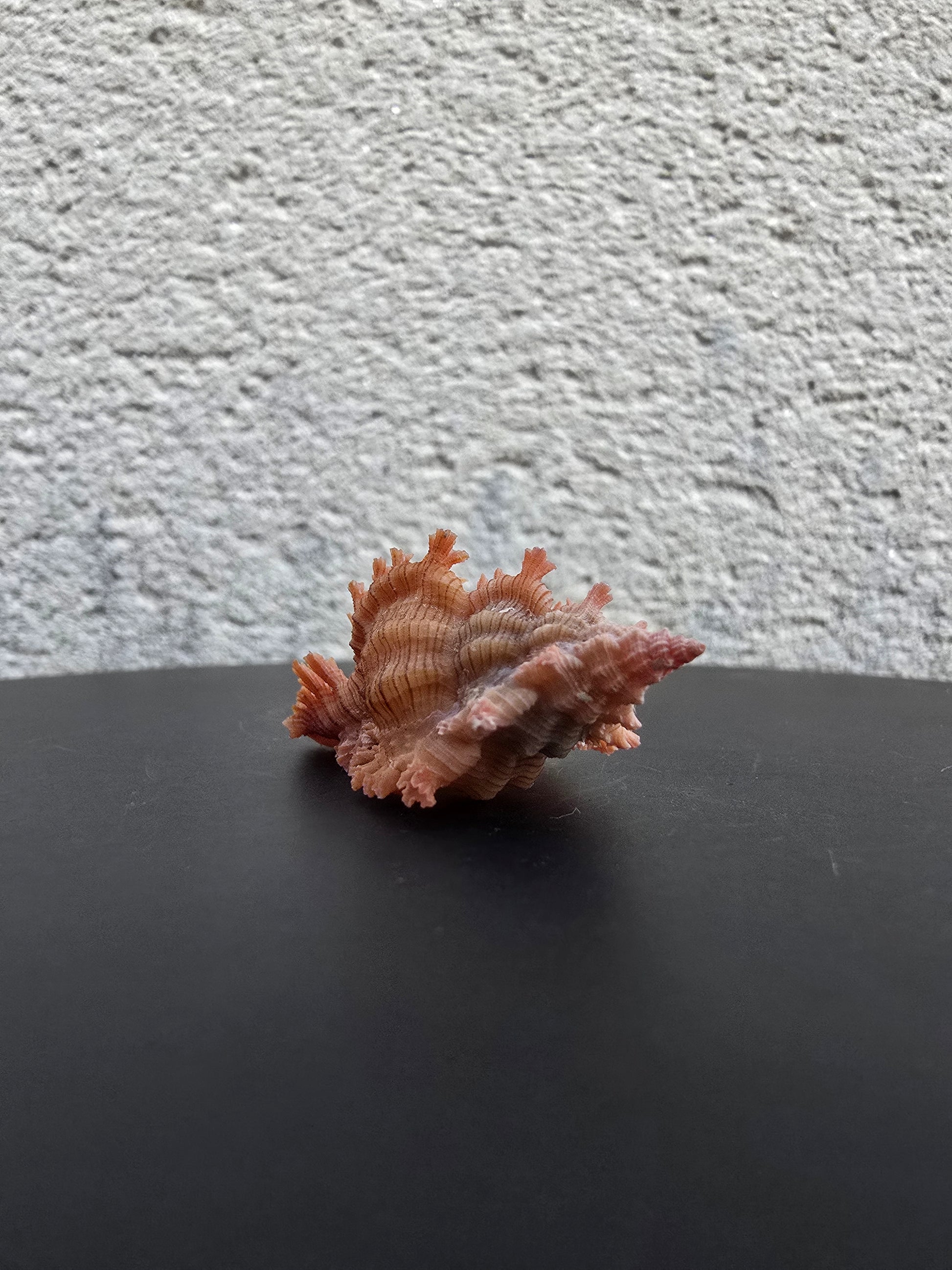 Coquillage Chicoreus Murex
