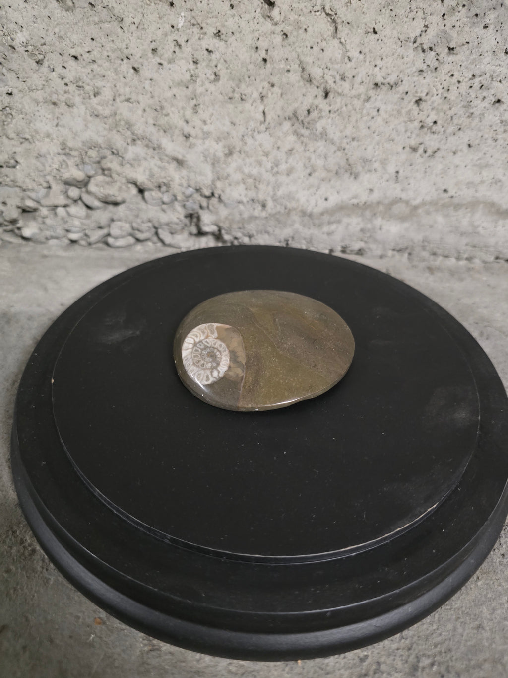 Fossile Goniatite