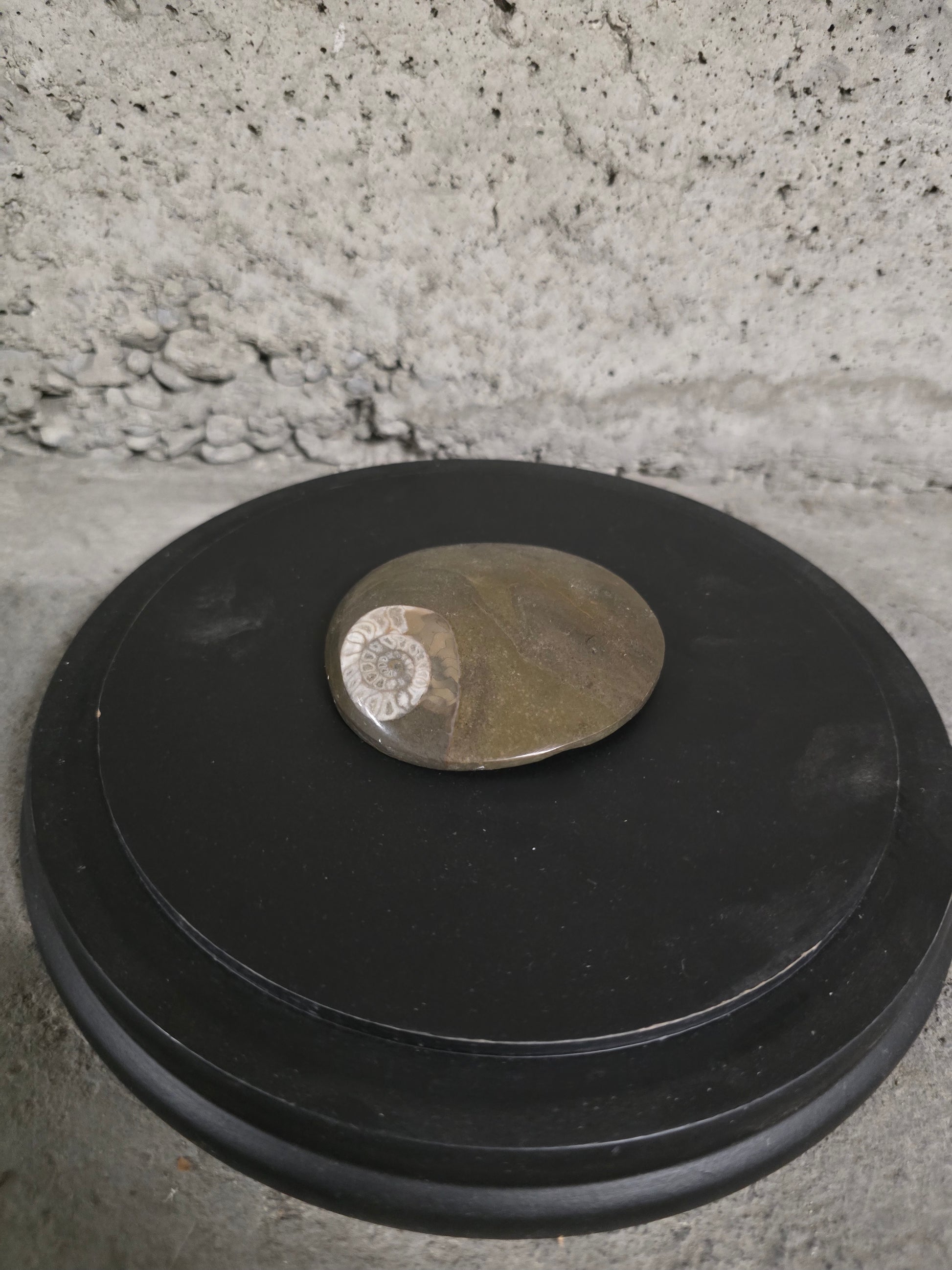 Fossile Goniatite