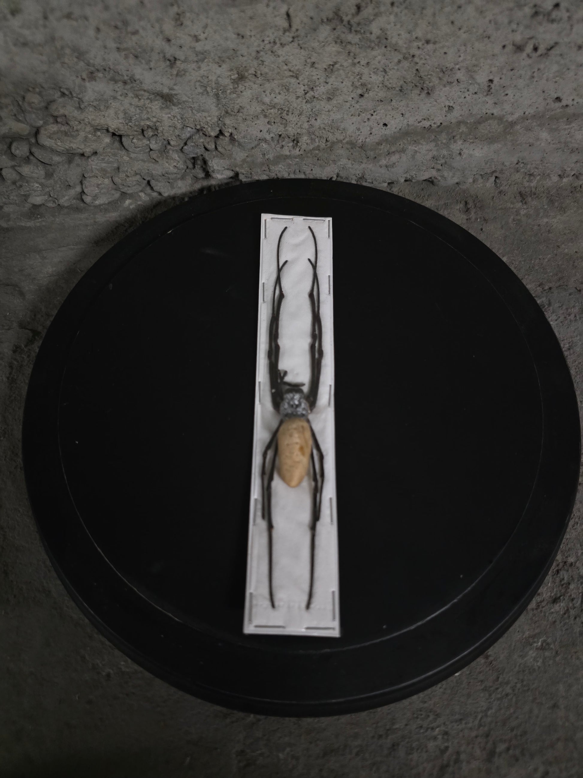 Insecte arreigné géante
