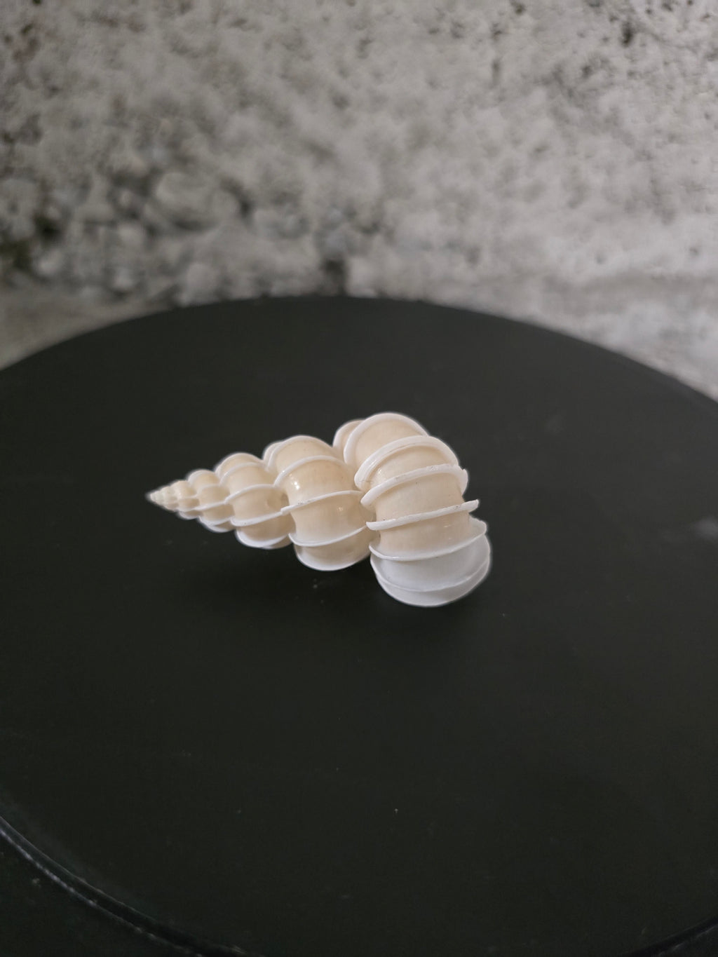 Coquillage Epitonium