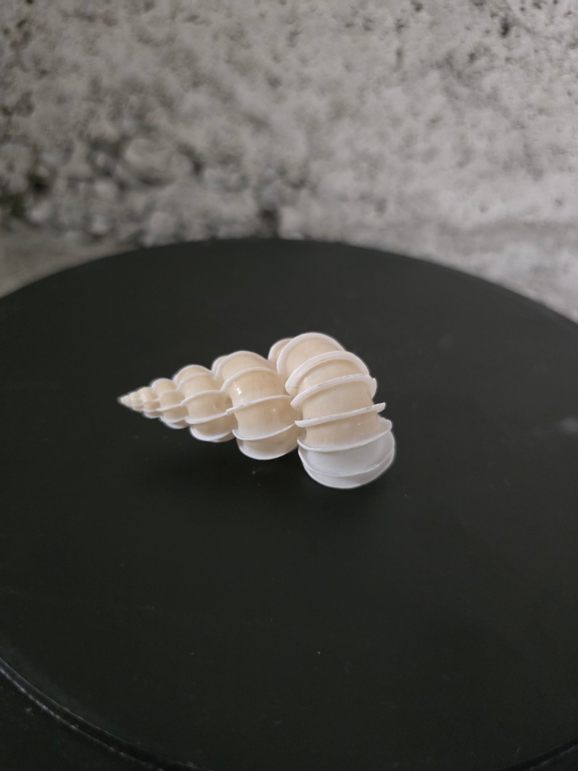 Coquillage Epitonium