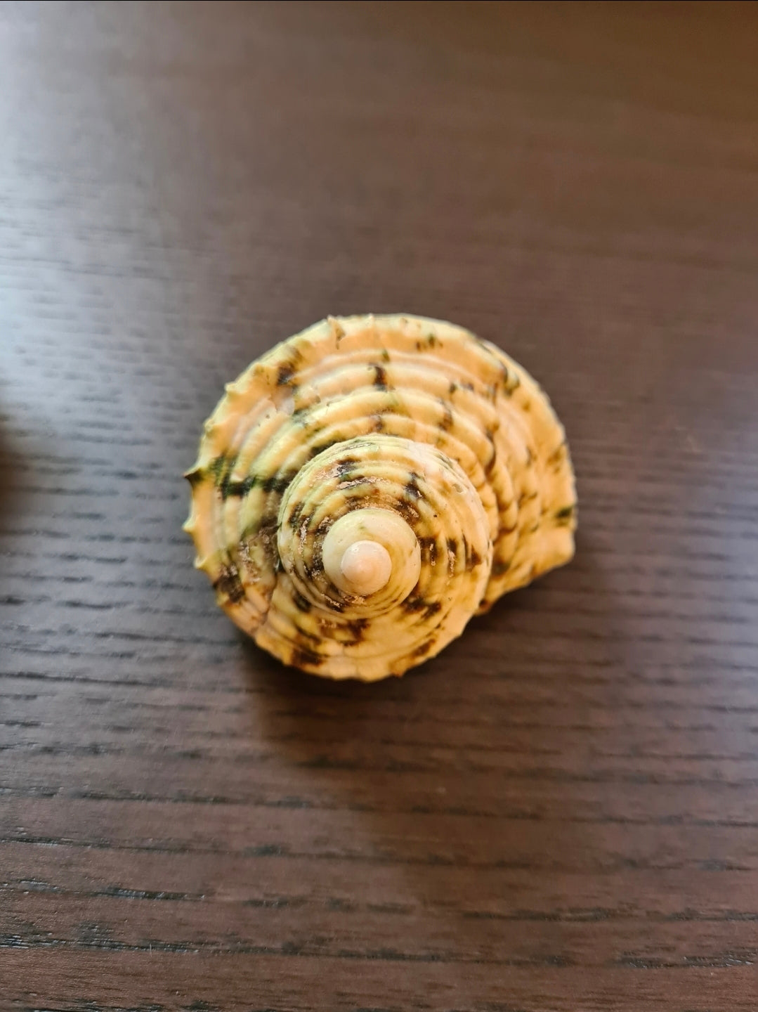 Coquillage Burgo