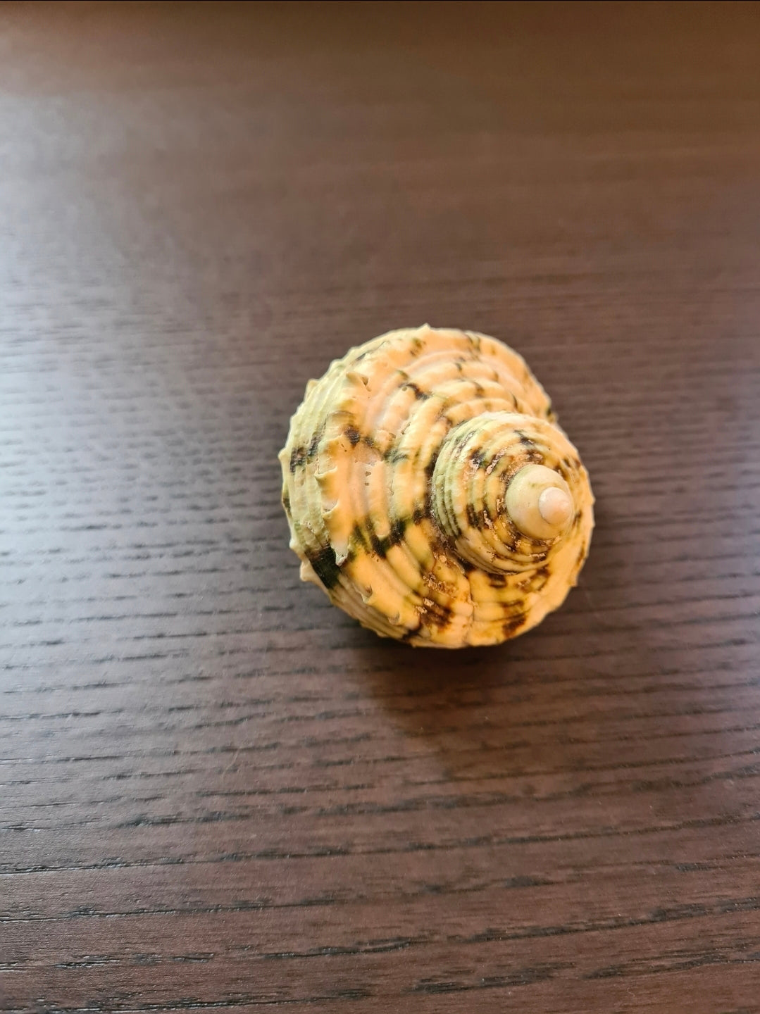 Coquillage Burgo