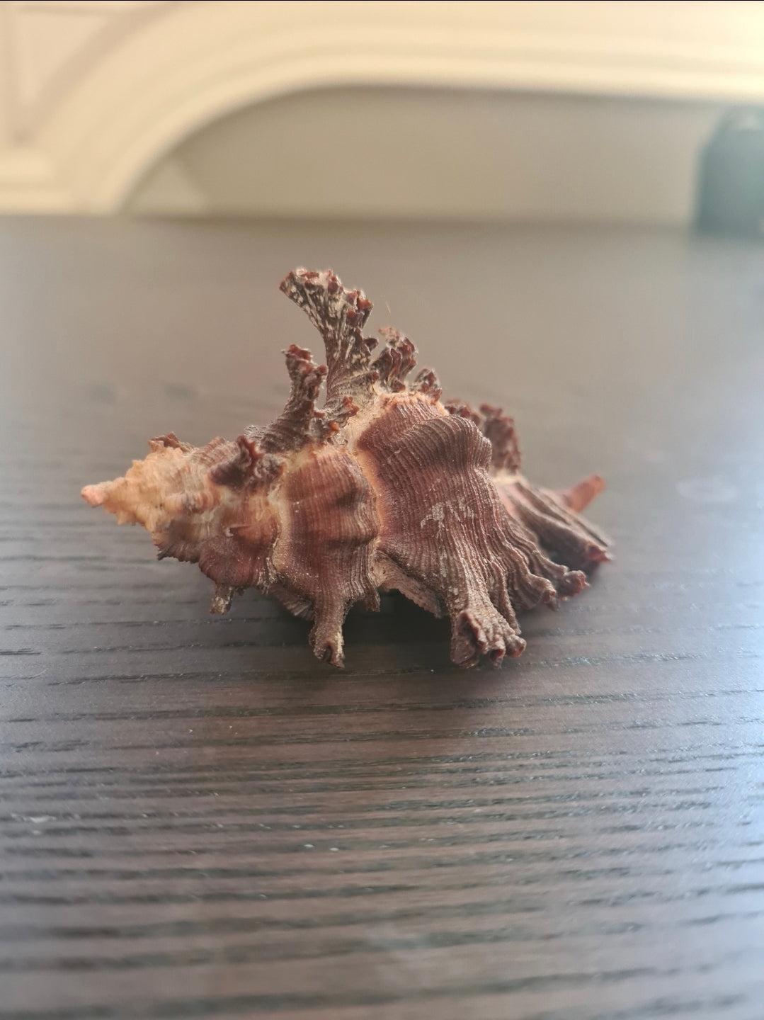 Coquillage Chicoreus Murex