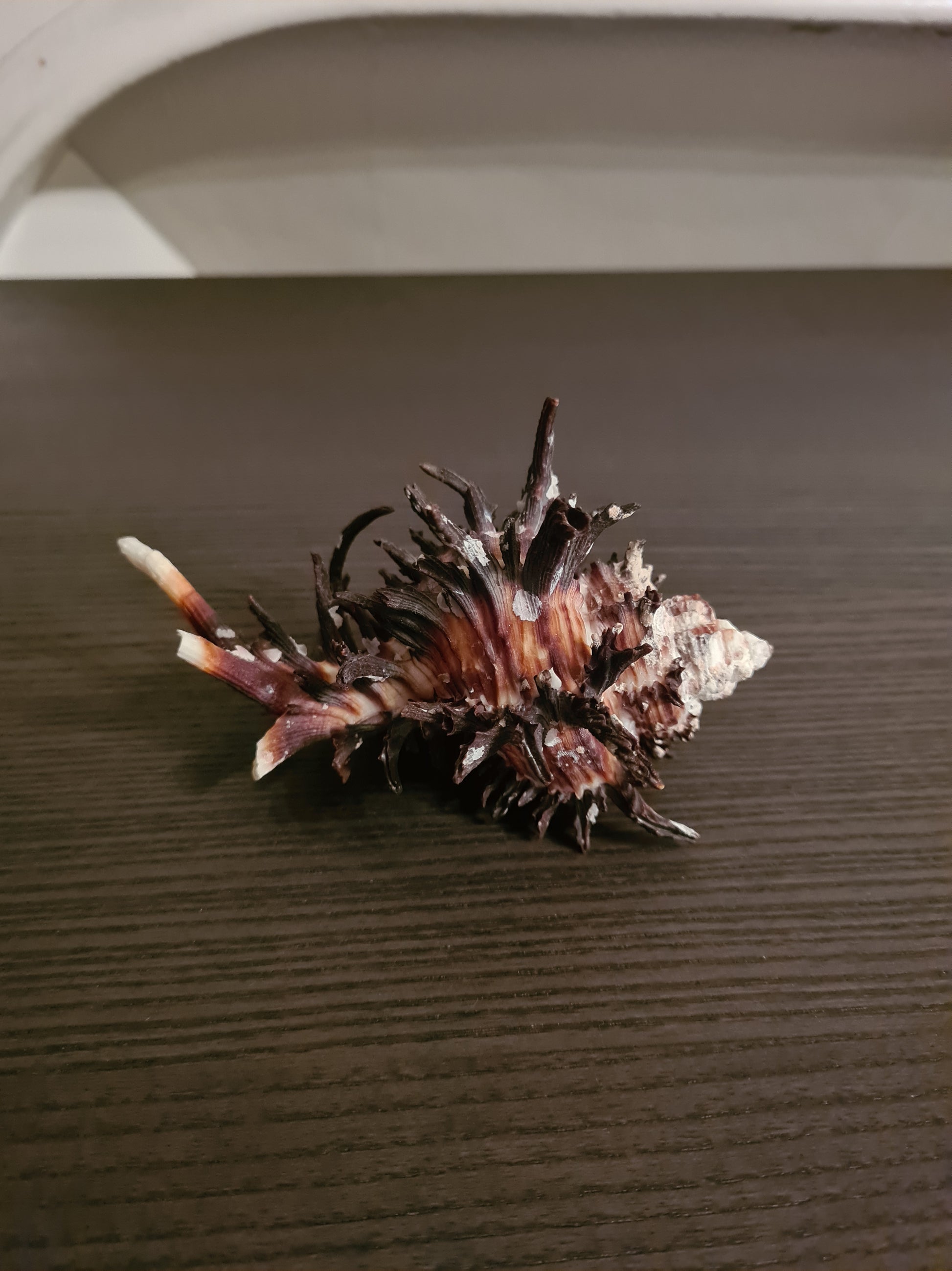 Coquillage Chicoreus Murex