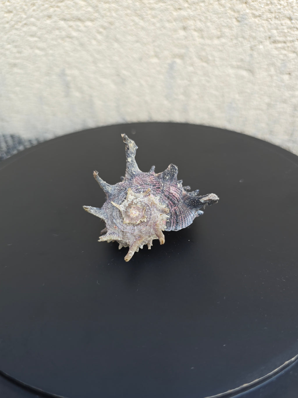 Coquillage Angora delphine
