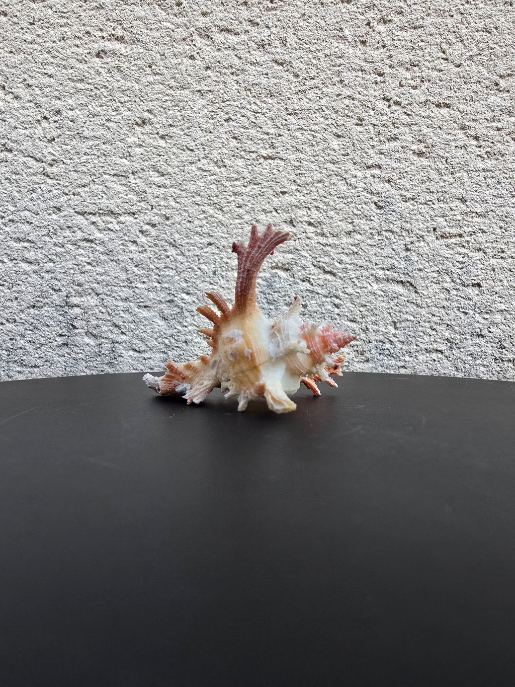 Coquillage Chicoreus Murex