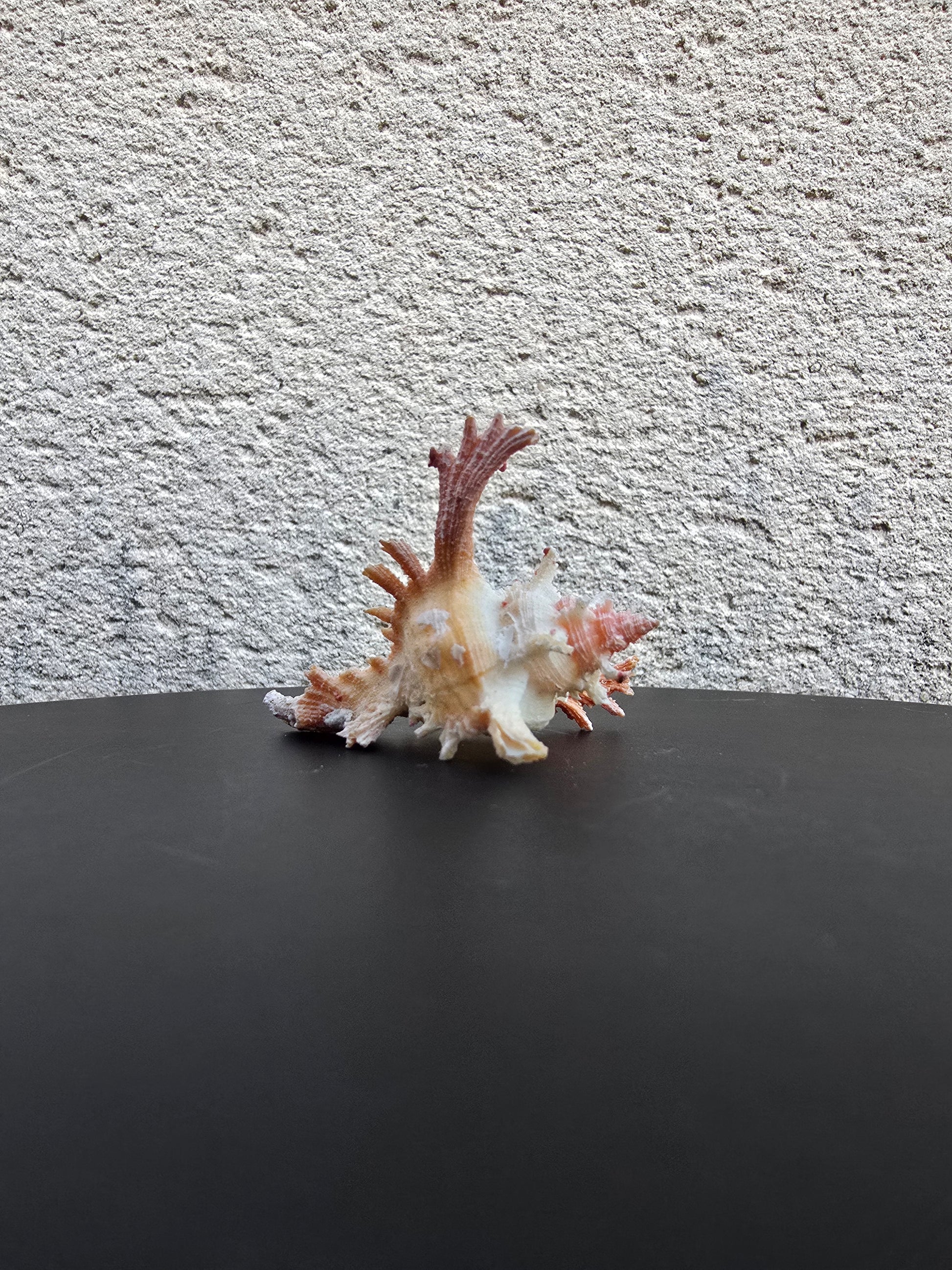 Coquillage Chicoreus Murex