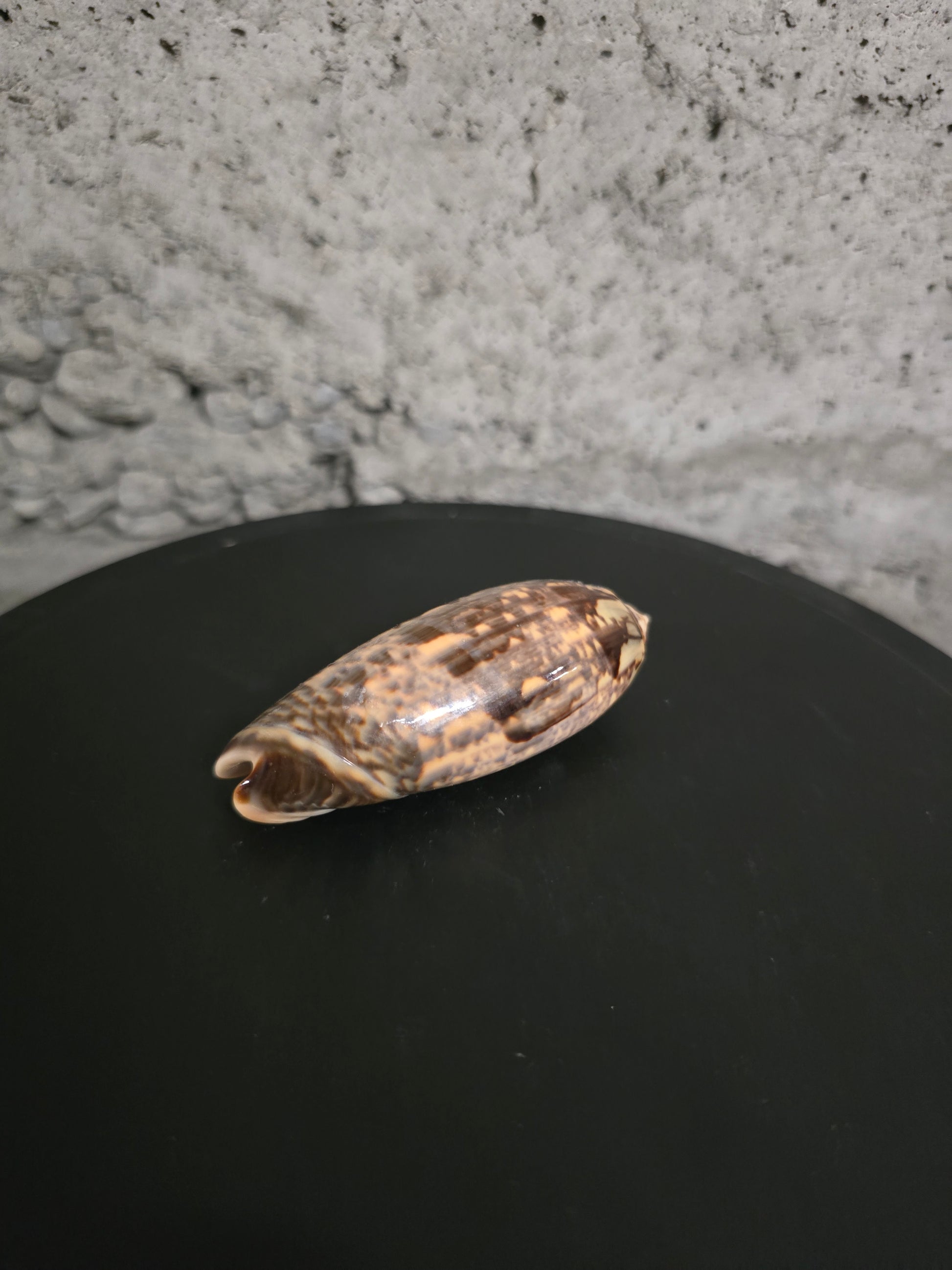 Coquillage Oliva 72-75 mm