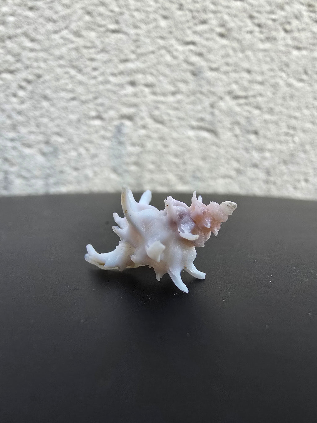 Coquillage Chicoreus Murex