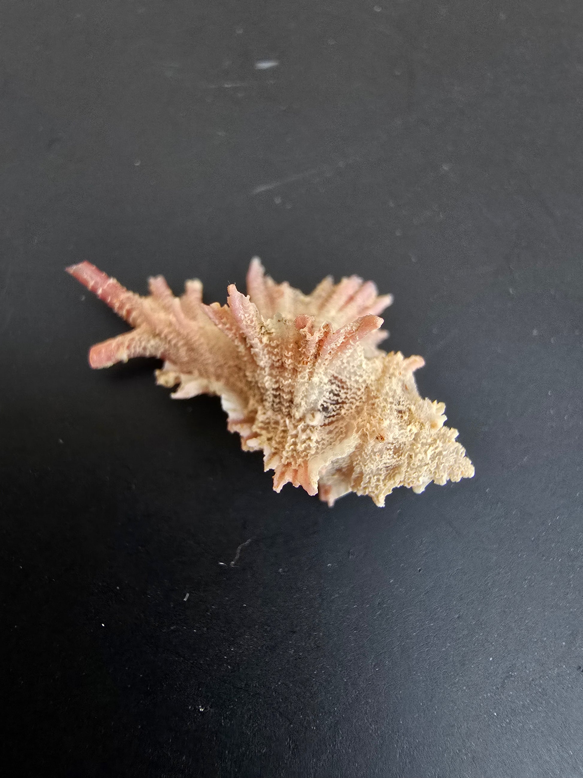 Coquillage Chicoreus Murex