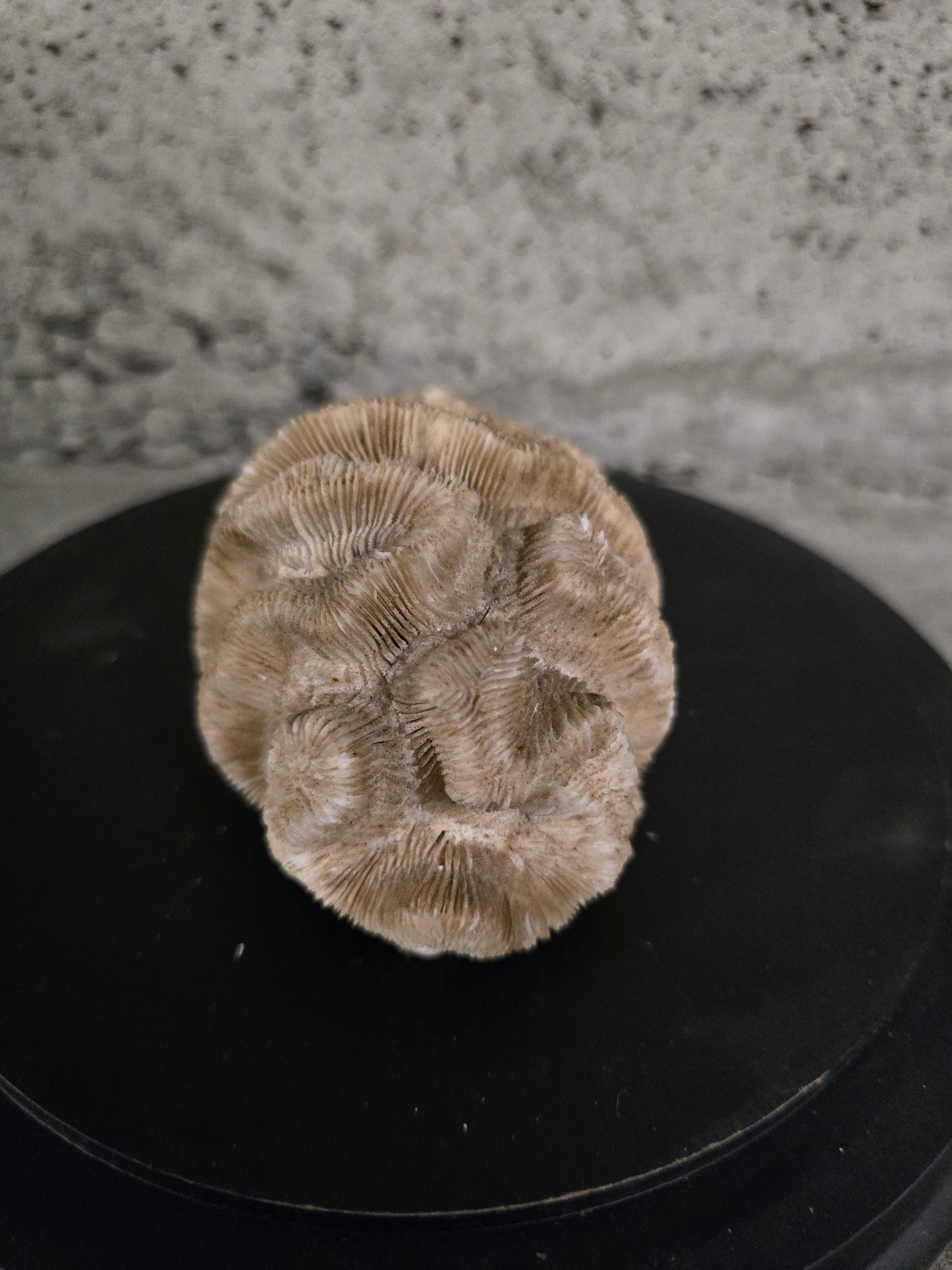 Pierre fossilisée corail