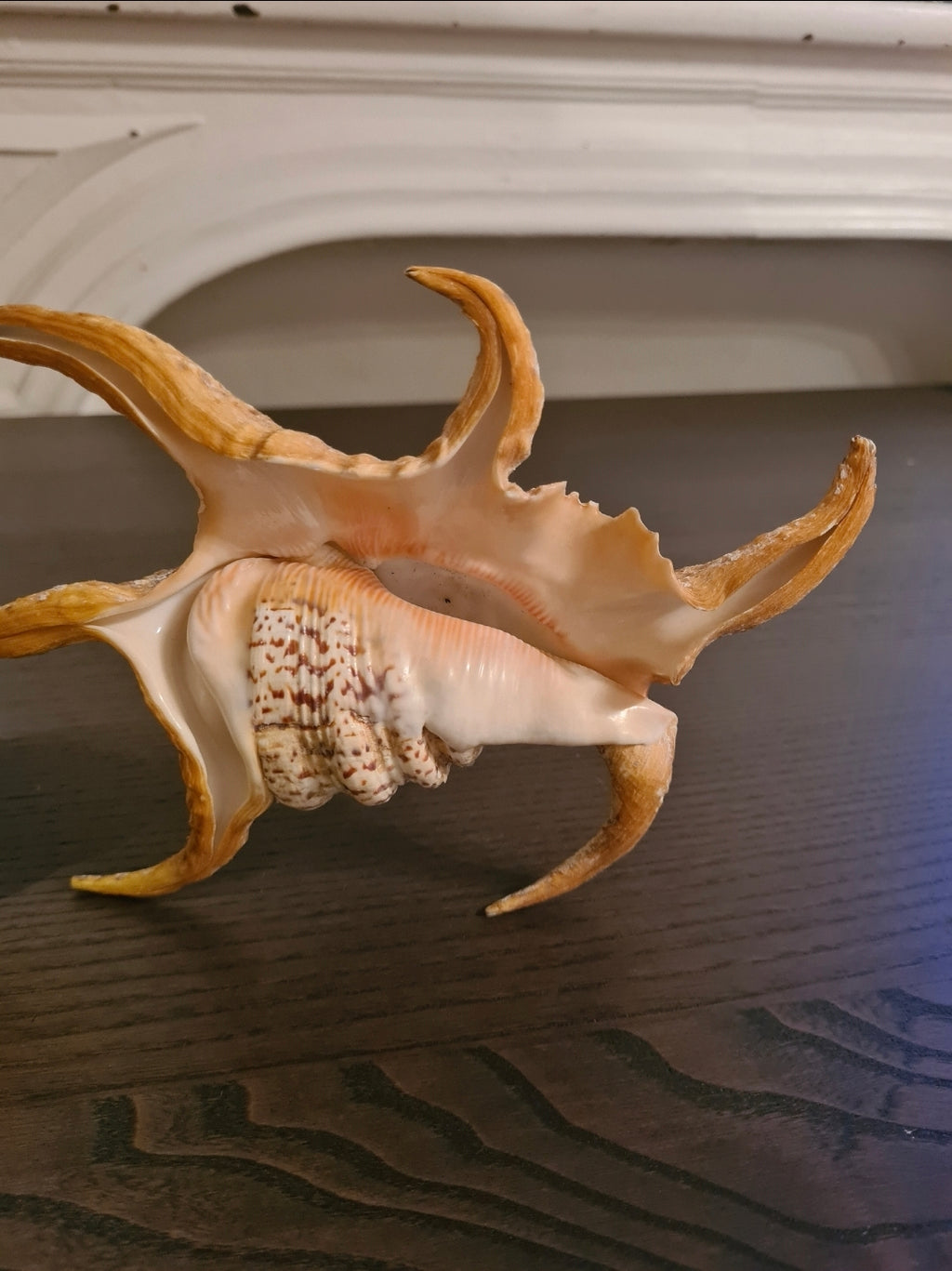 Coquillage Lambis Chiragra Limoré