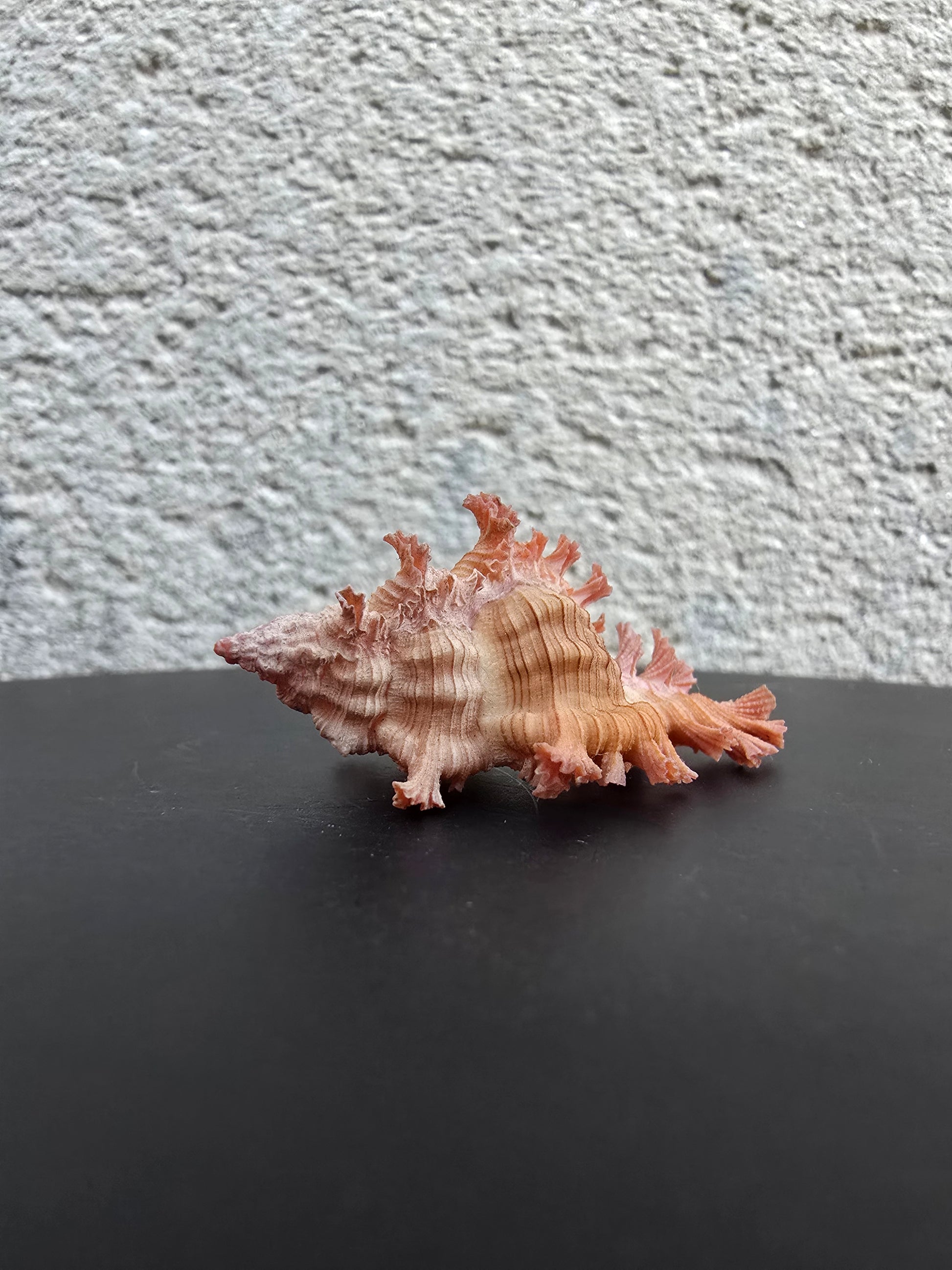 Coquillage Chicoreus Murex