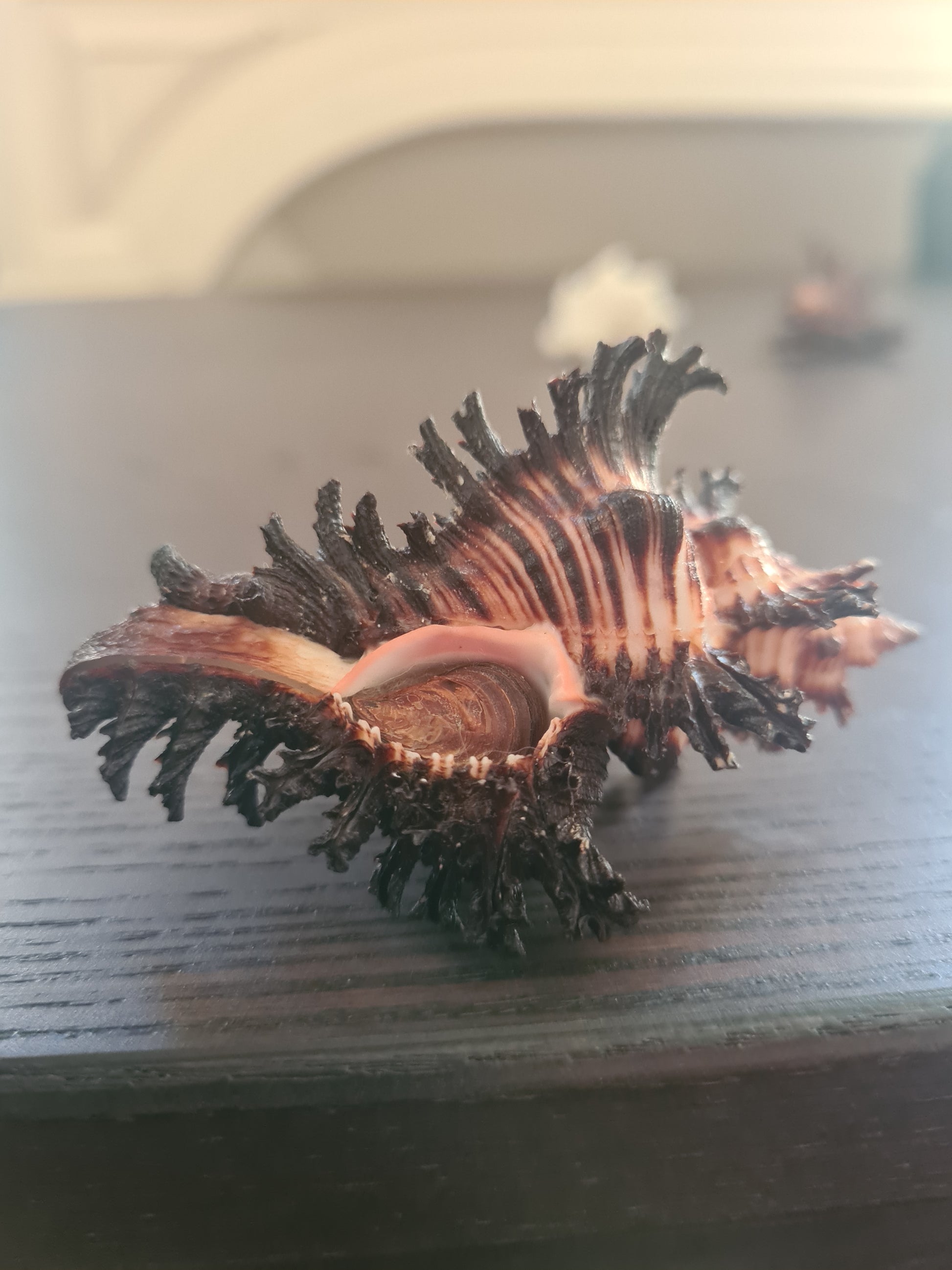 Coquillage Chicoreus Murex