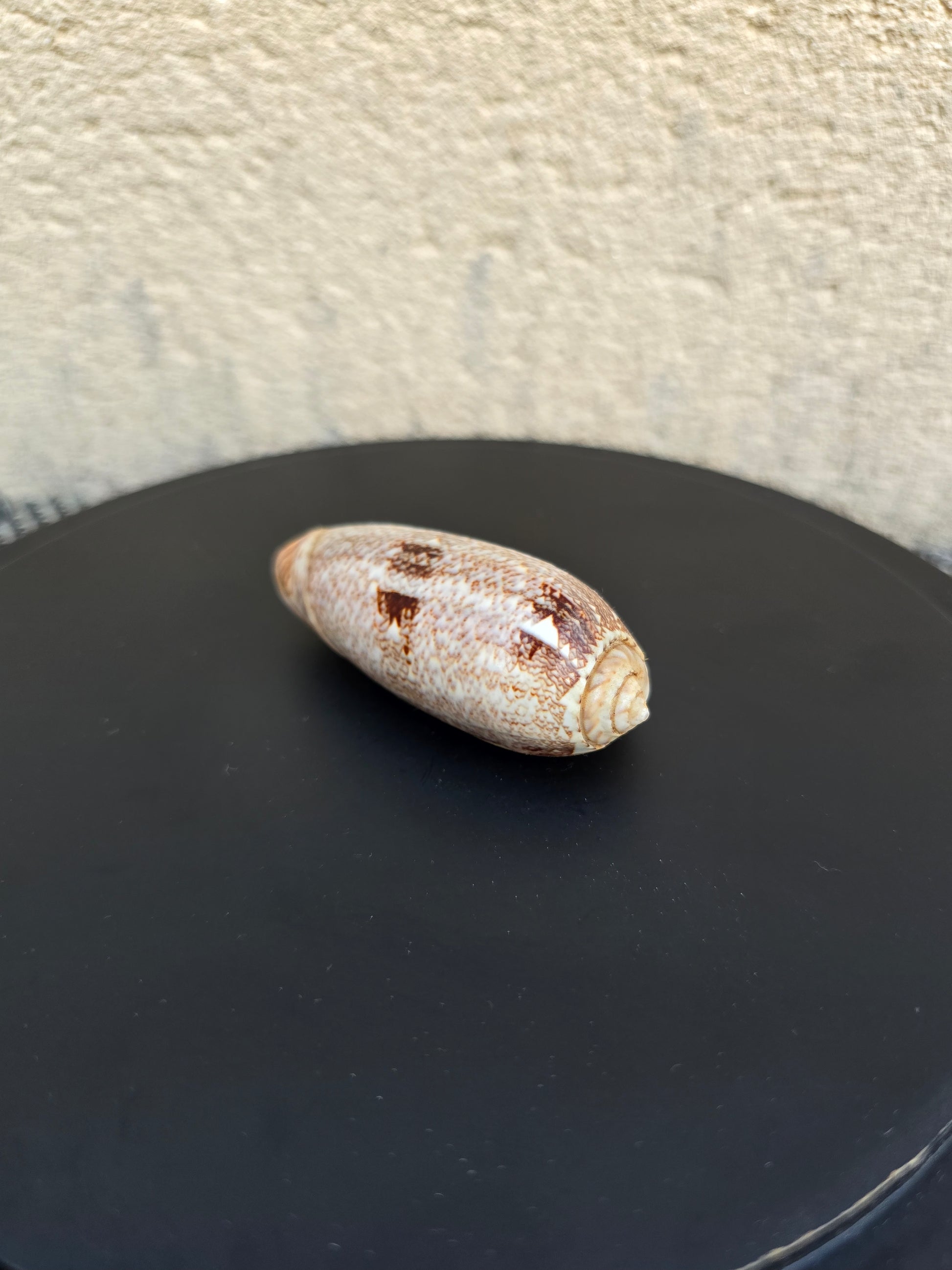 Coquillage Oliva 72-75 mm