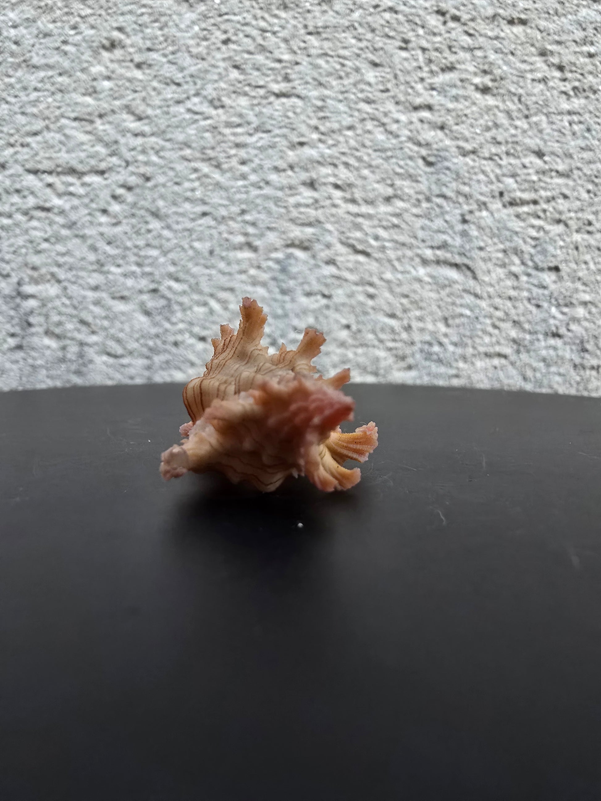 Coquillage Chicoreus Murex