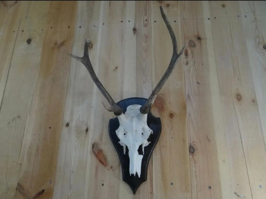 Trophée de chasse, cerf élaphe