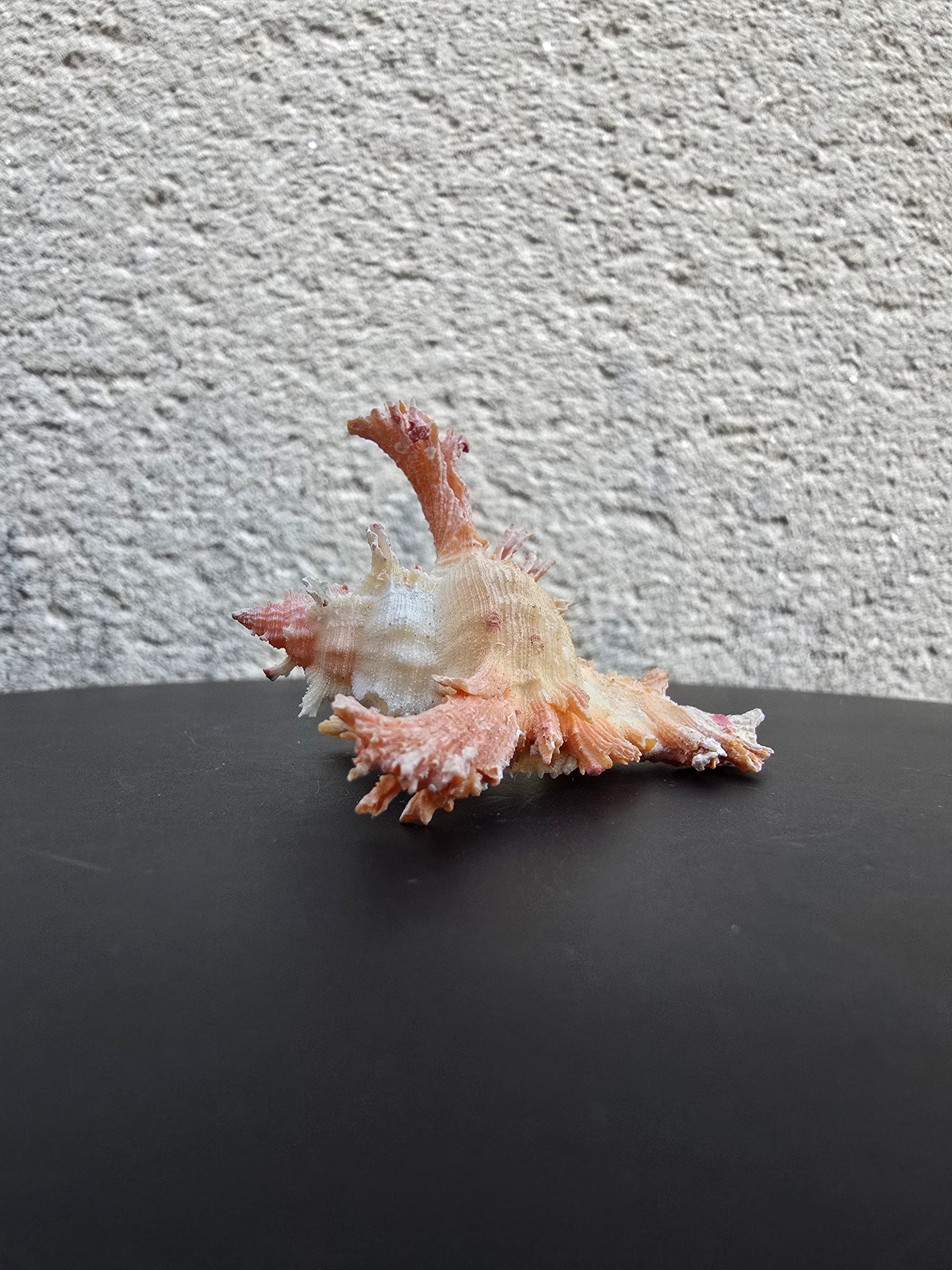 Coquillage Chicoreus Murex