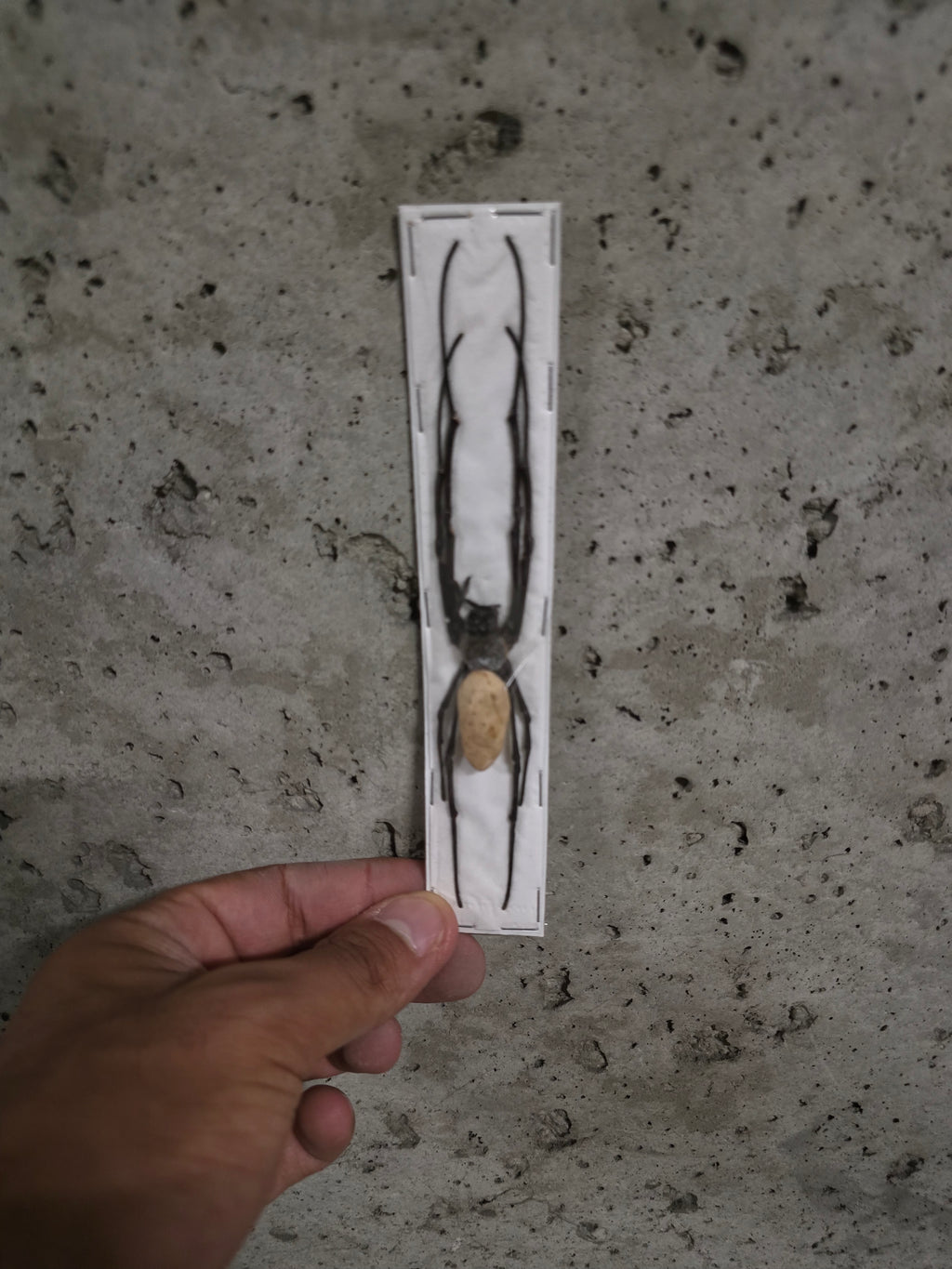 Insecte arreigné géante