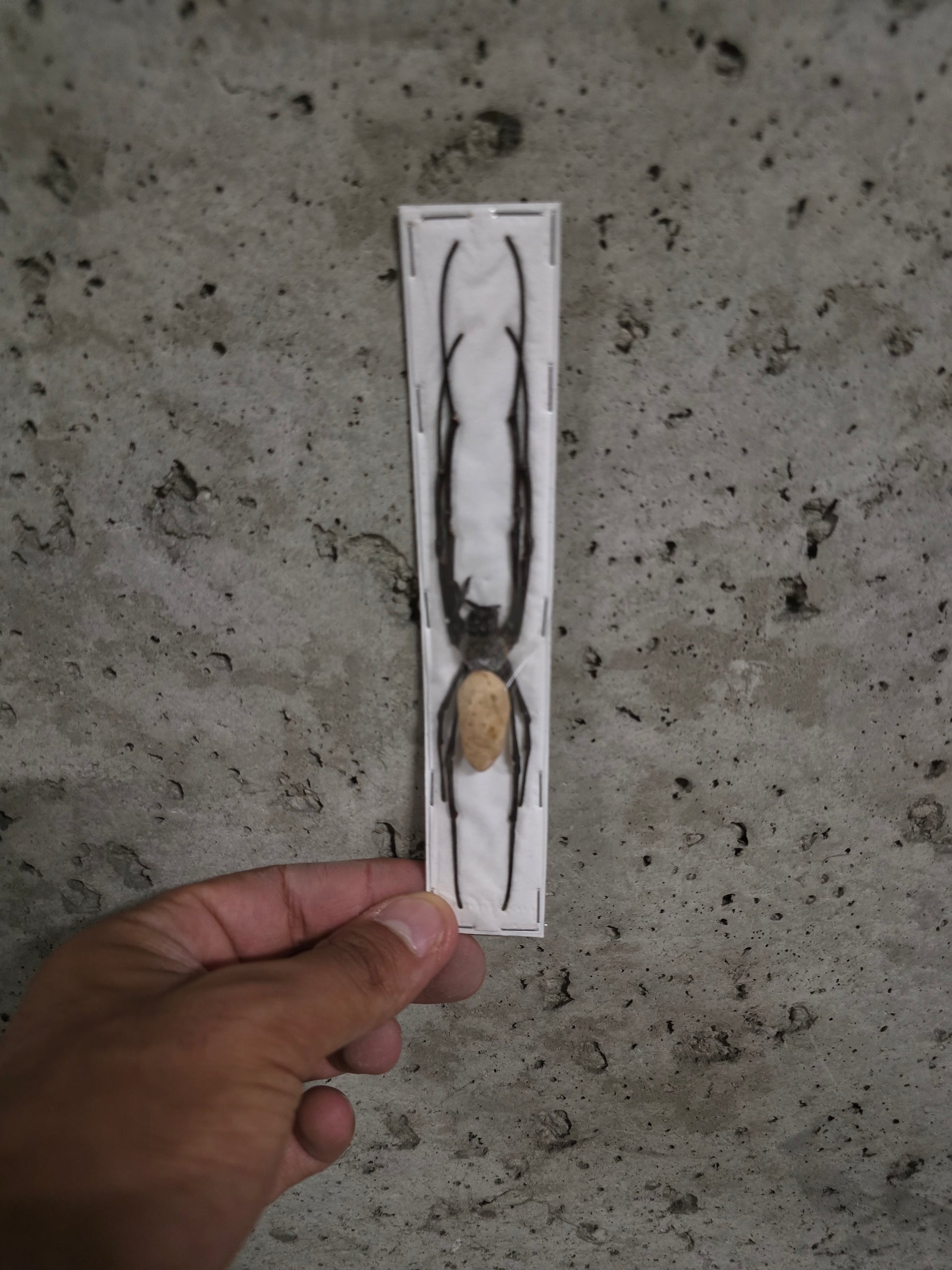 Insecte arreigné géante