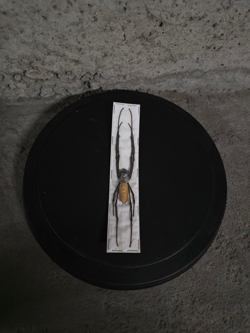 Insecte arreigné géante