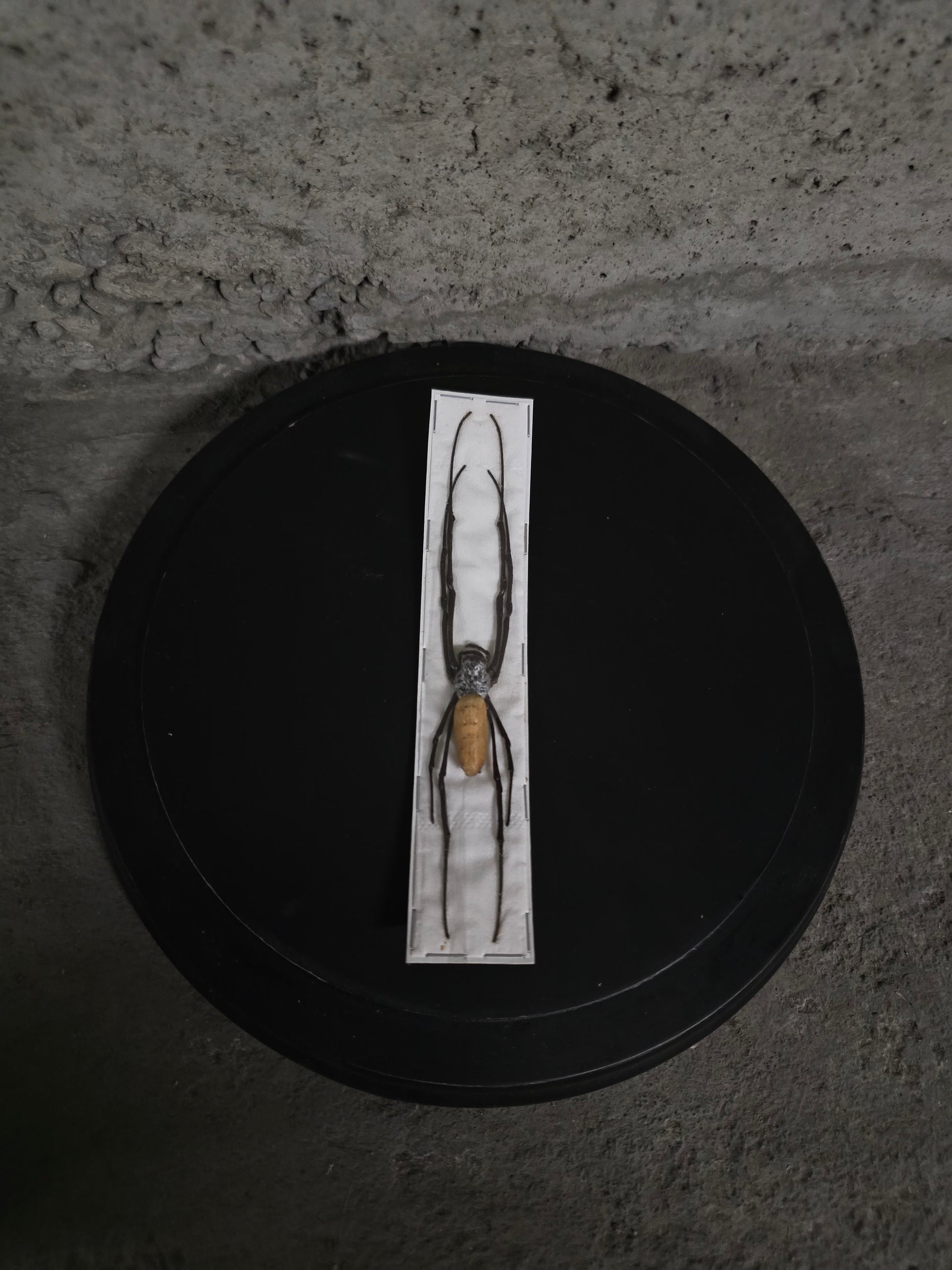 Insecte arreigné géante