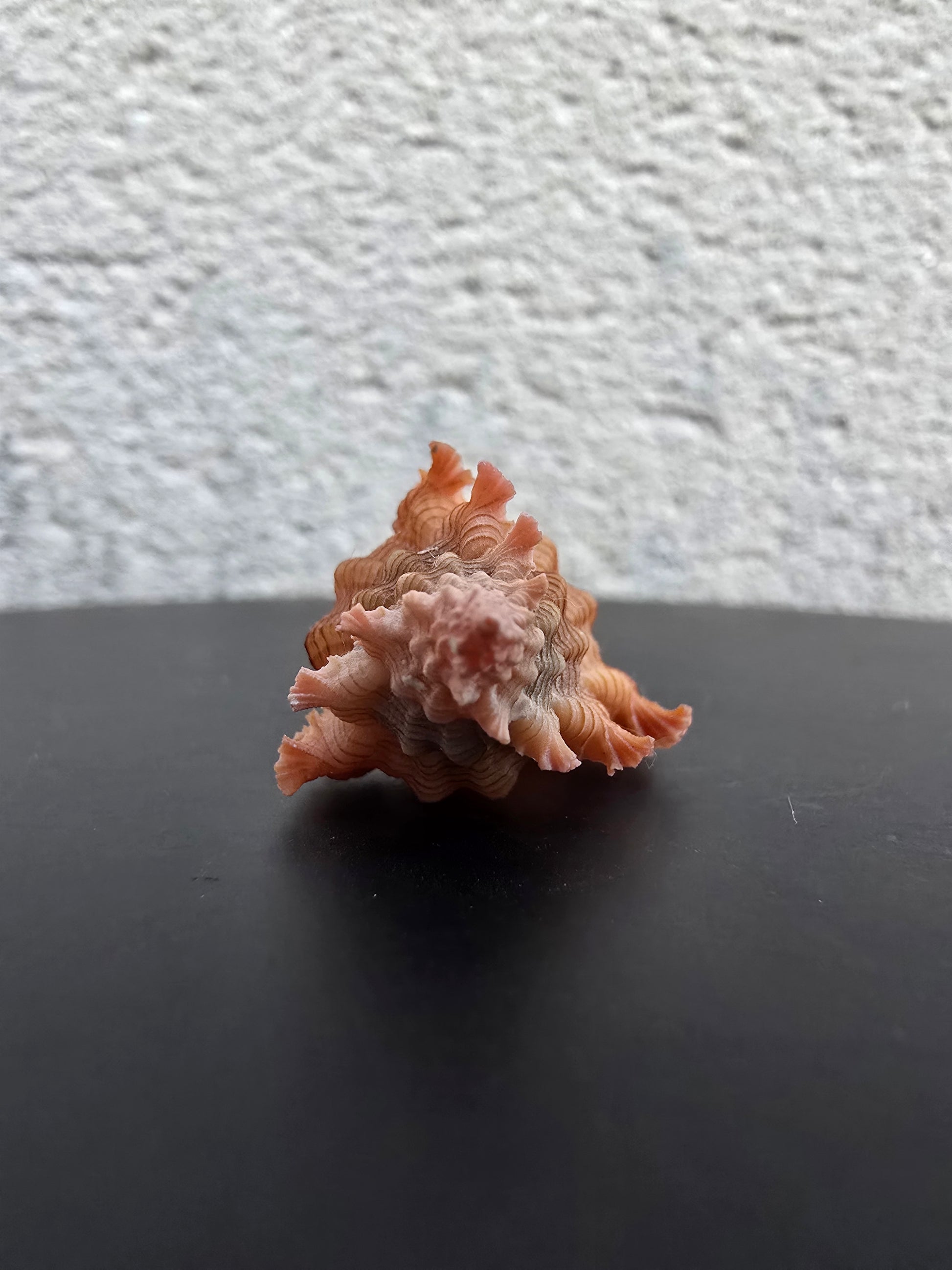 Coquillage Chicoreus Murex