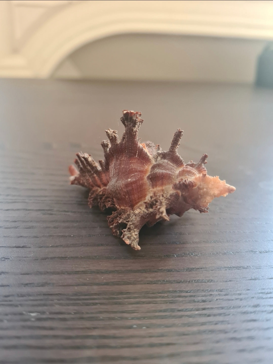 Coquillage Chicoreus Murex