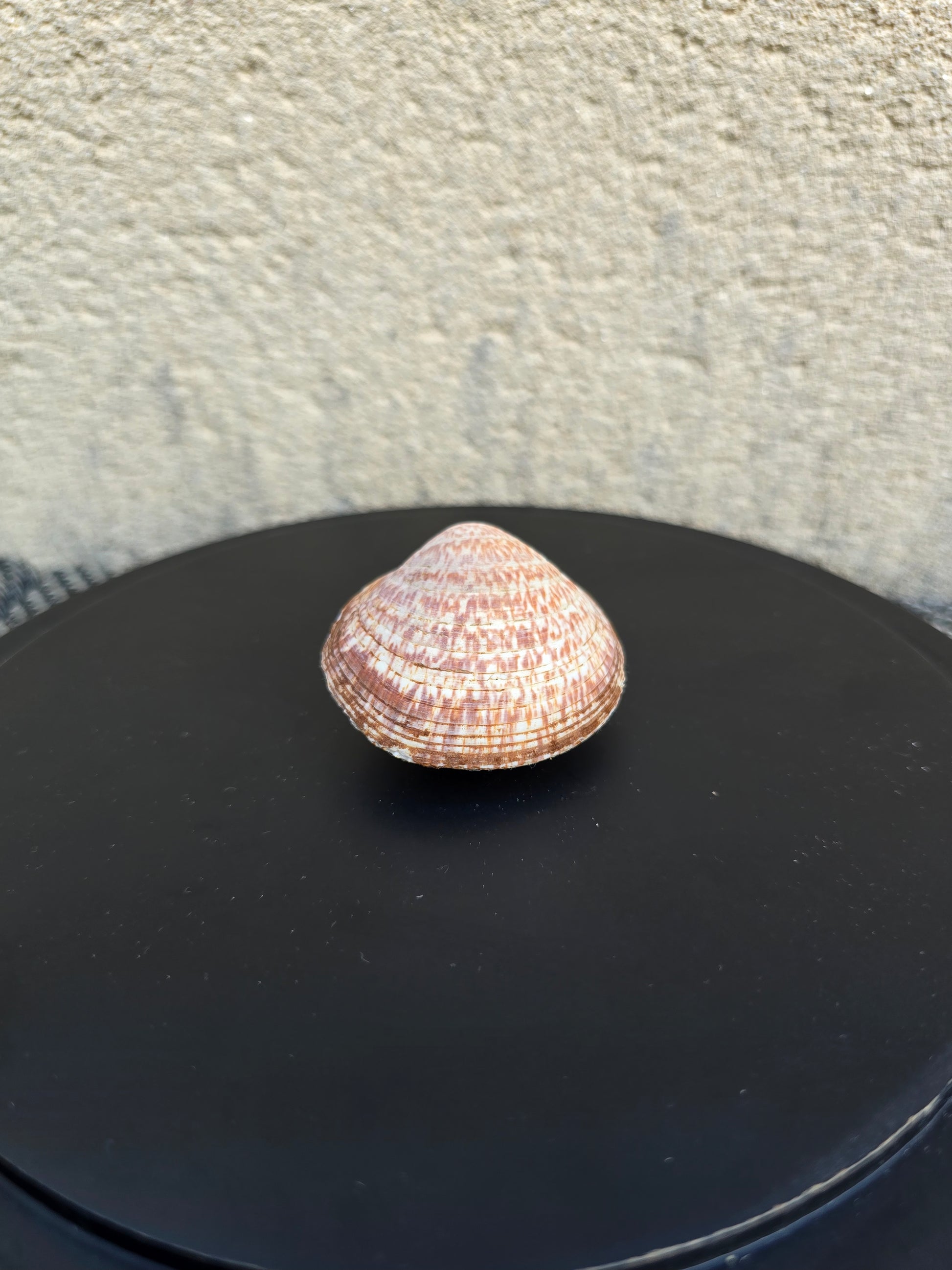 Coquillage Amande des mers