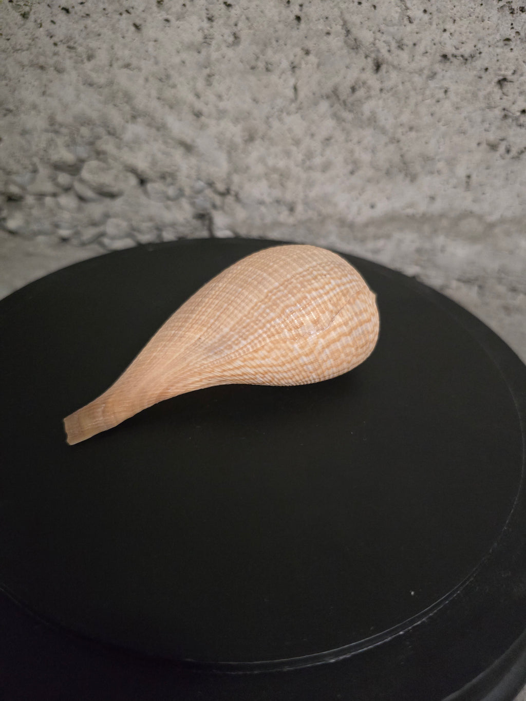 Coquillage figue gracilis