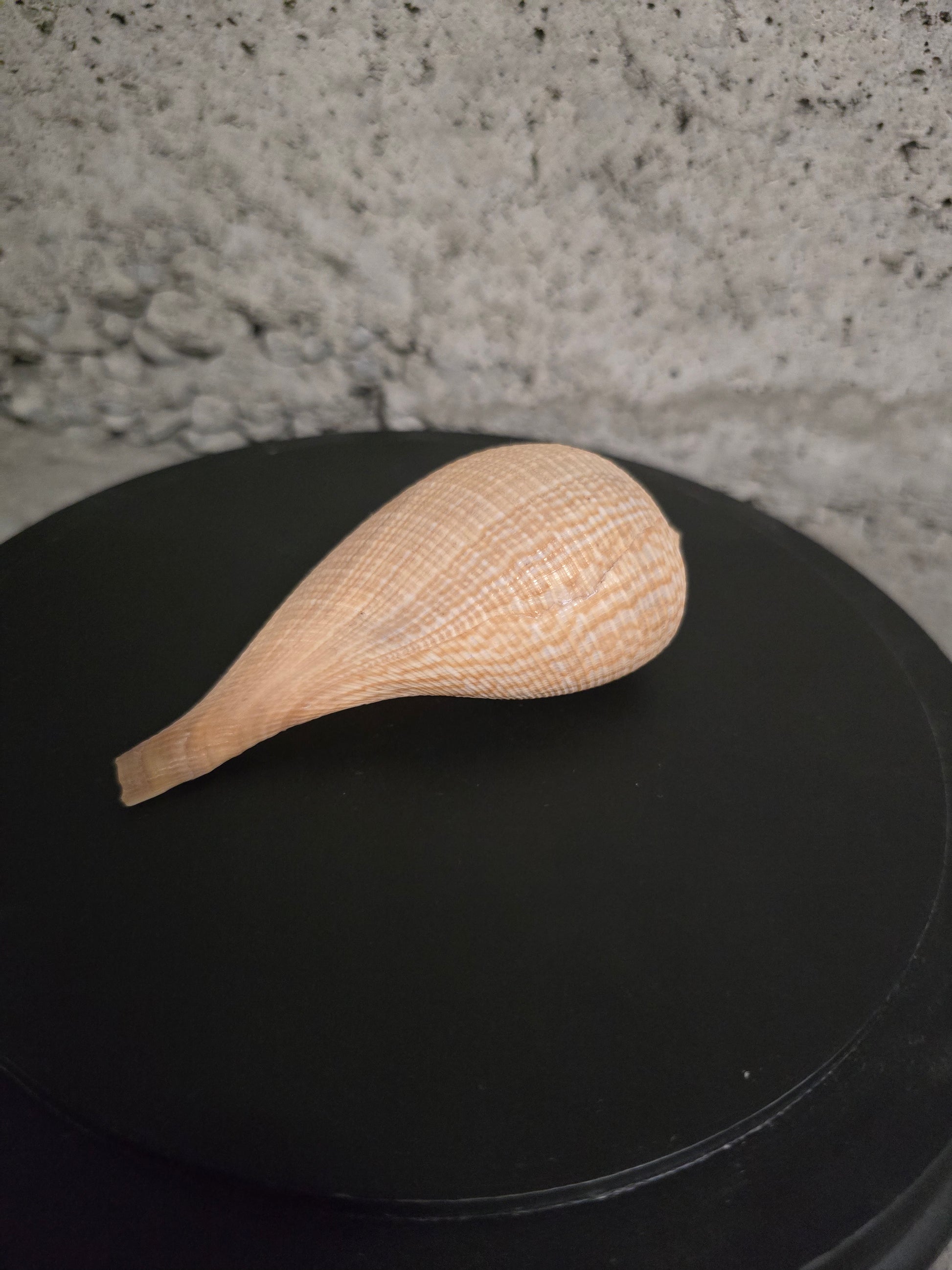 Coquillage figue gracilis