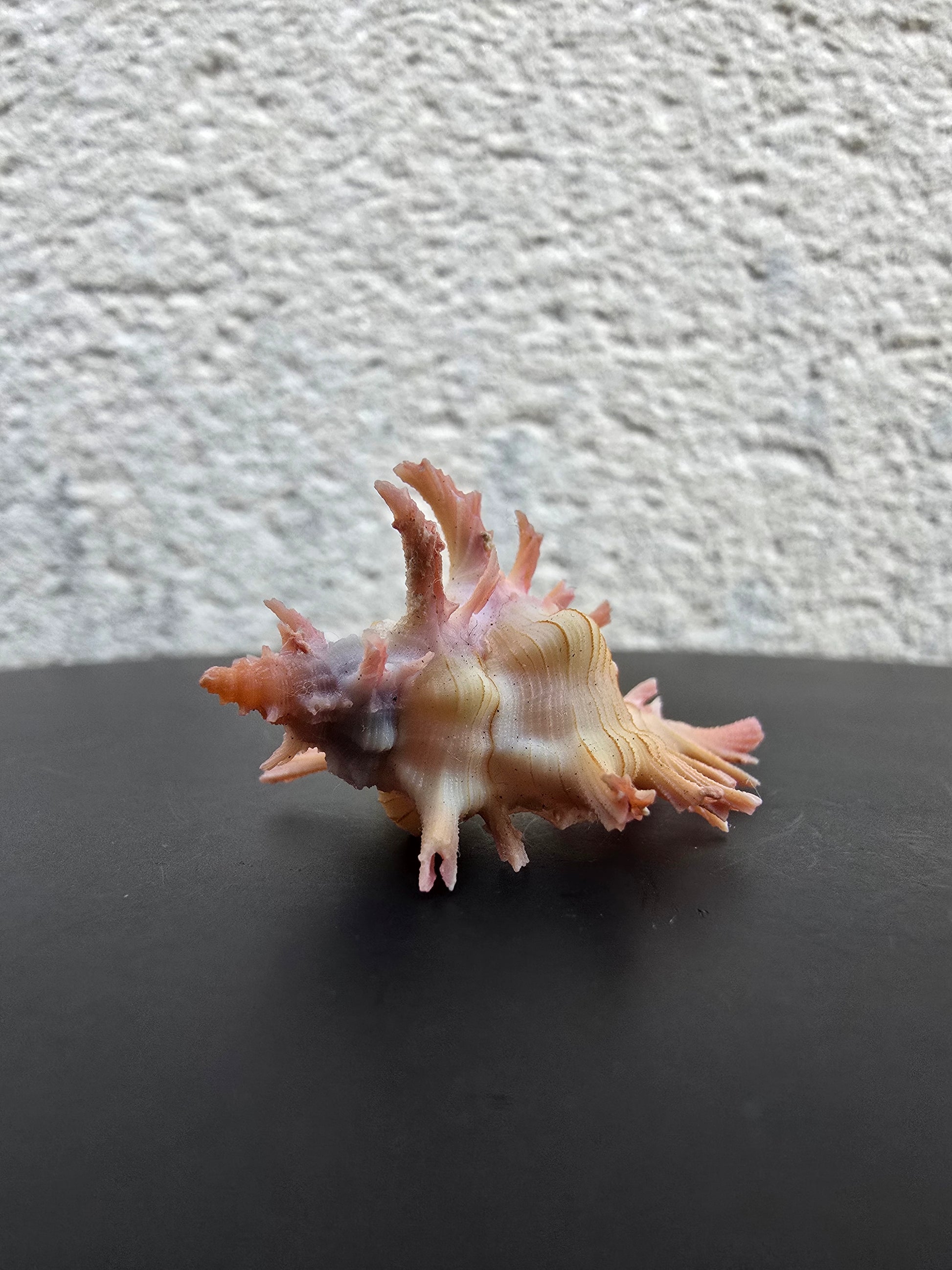 Coquillage Chicoreus Murex