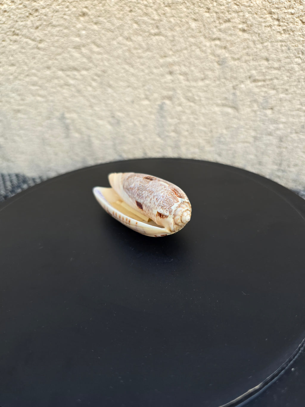 Coquillage Oliva 72-75 mm
