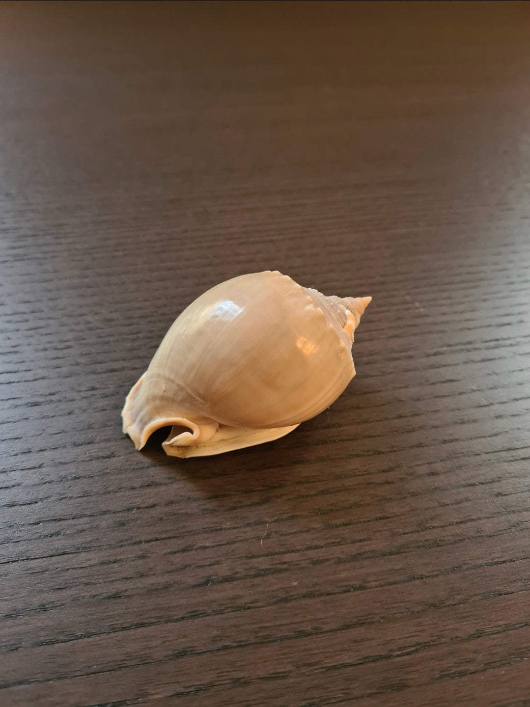 Coquillage Cassis Phalium