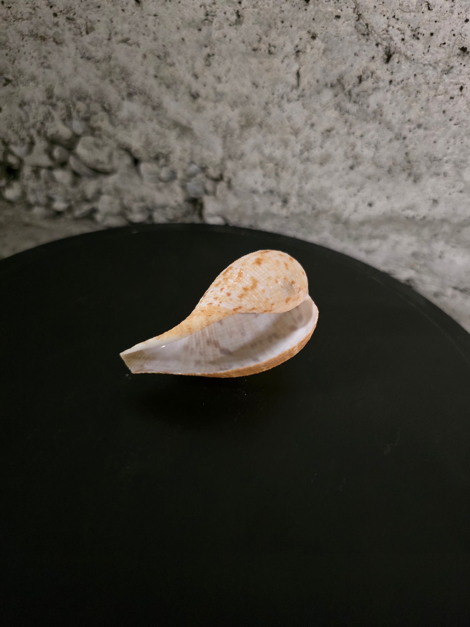 Coquillage figue gracilis 60 mm