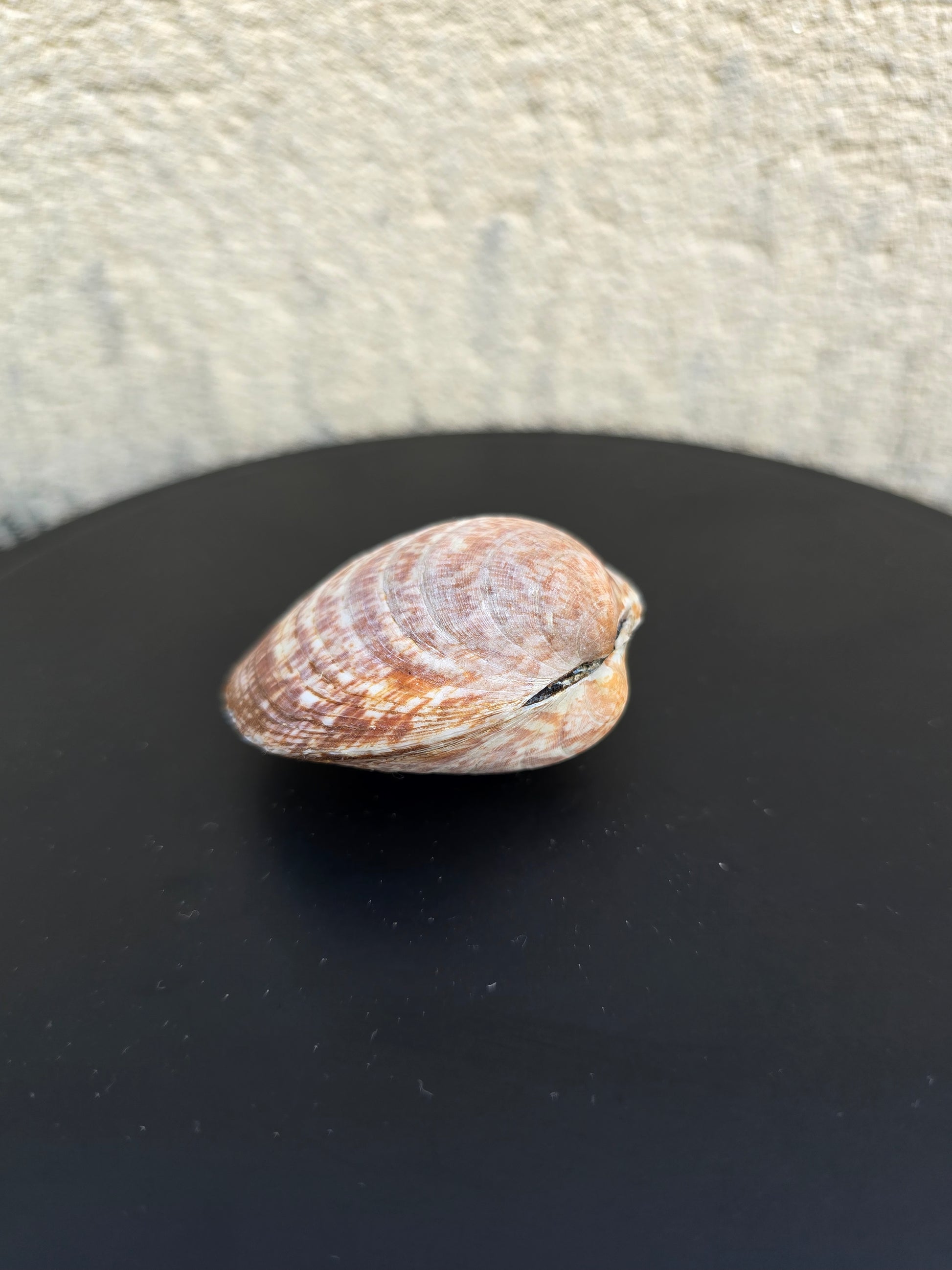 Coquillage Amande des mers