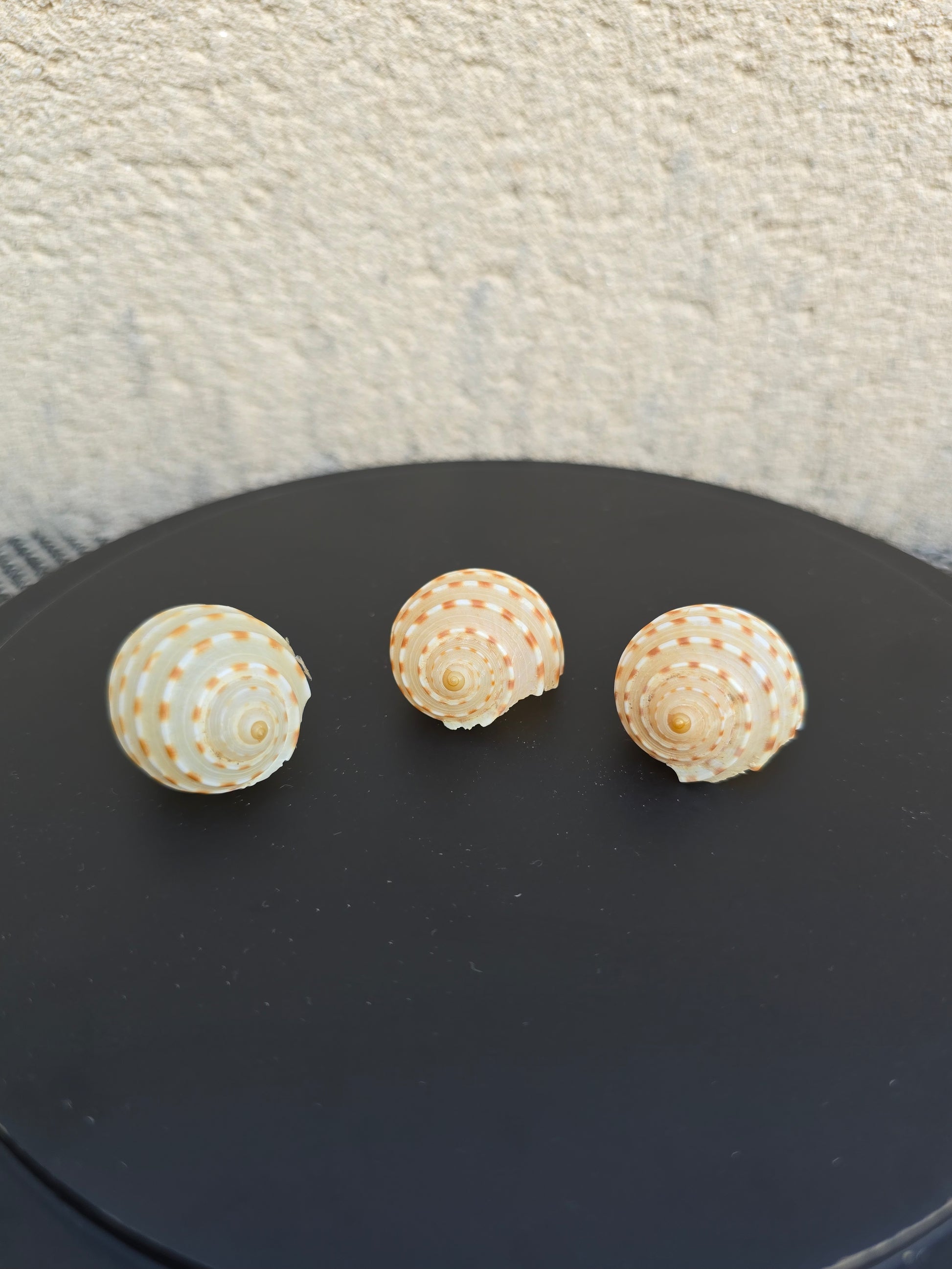 Coquillage Tonna tessellata