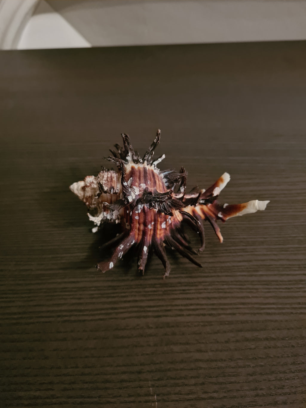 Coquillage Chicoreus Murex